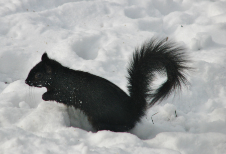 A black squirrel running across a snowy landscape.
