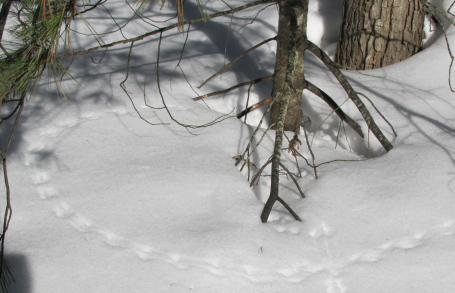Mice leave tiny bounding tracks in the snow, even when they seem to run in circles.