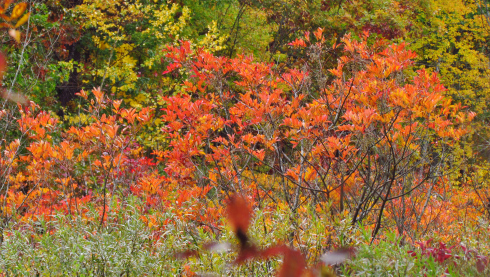 Birds flock to a colorful row of poison sumac and then feast on the seeds.