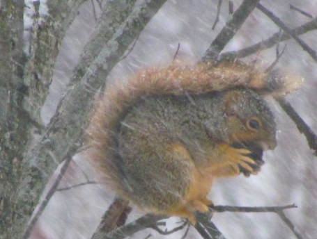Fox squirrel dining on a black walnut in a snow storm in Brandon Township.)