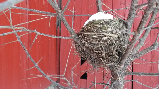 A re-purposed bird nest with a new roof is a perfect winter home for the white-footed mouse. Photo courtesy of Wendy Pellerito, Southeast Michigan Land Conservancy