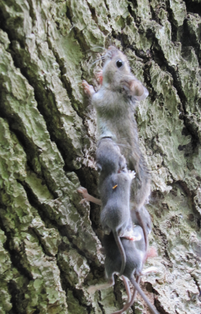 A mighty mouse scampers up a tree with her large babies hanging on.