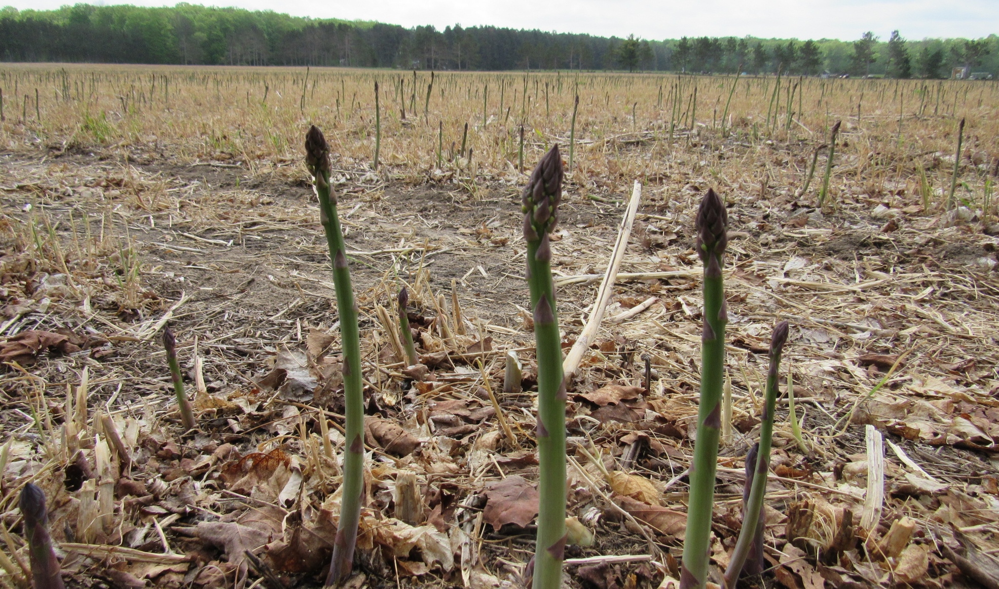 Michigan’s Amazing Asparagus A Celebration of Green Spears from Empire