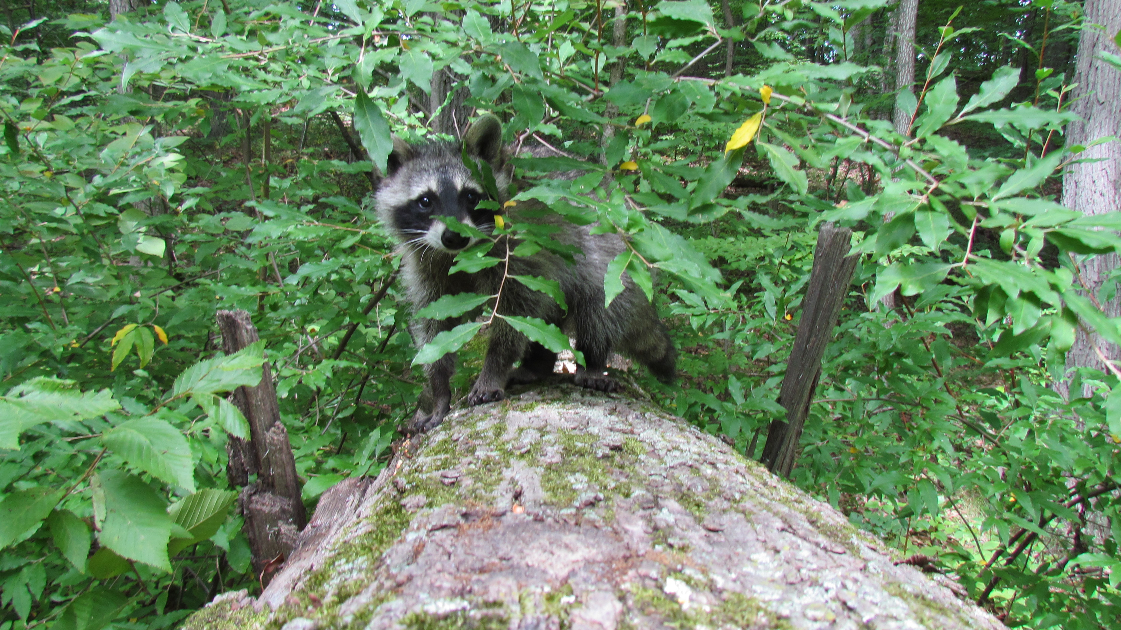 A raccoon perched on a moss-covered log, surrounded by lush green foliage.