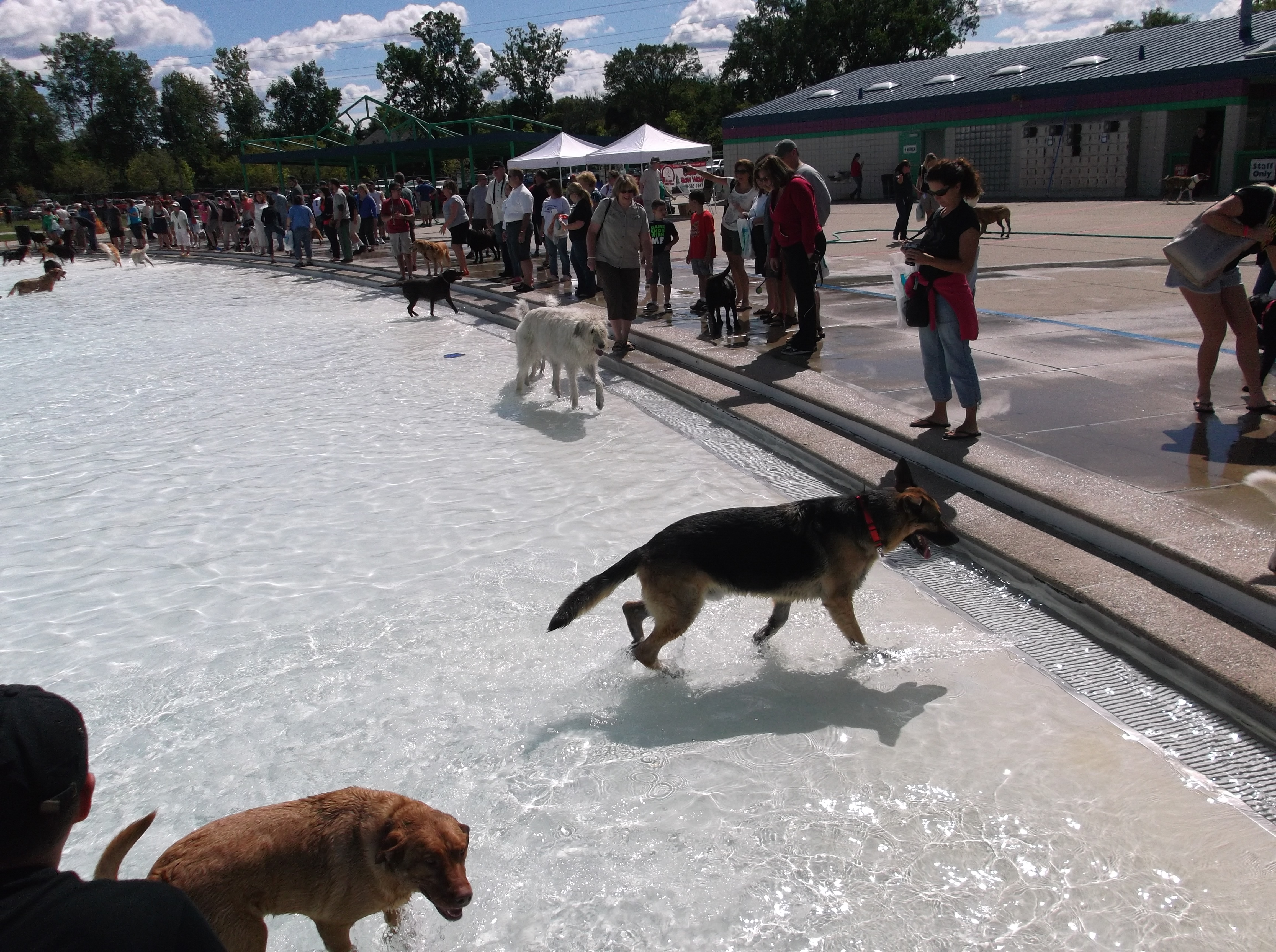 Dogs enjoying the cool pool
