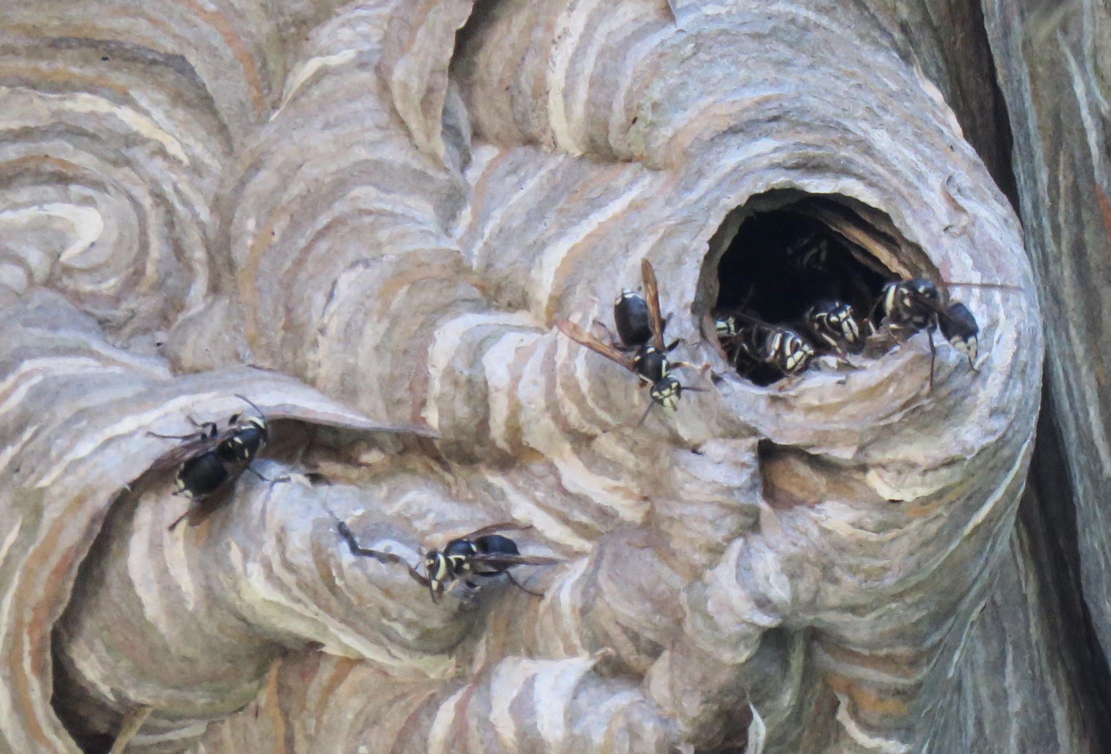 Baldfaced Hornets: Garden Guardians If Not Provoked – Oakland County Blog