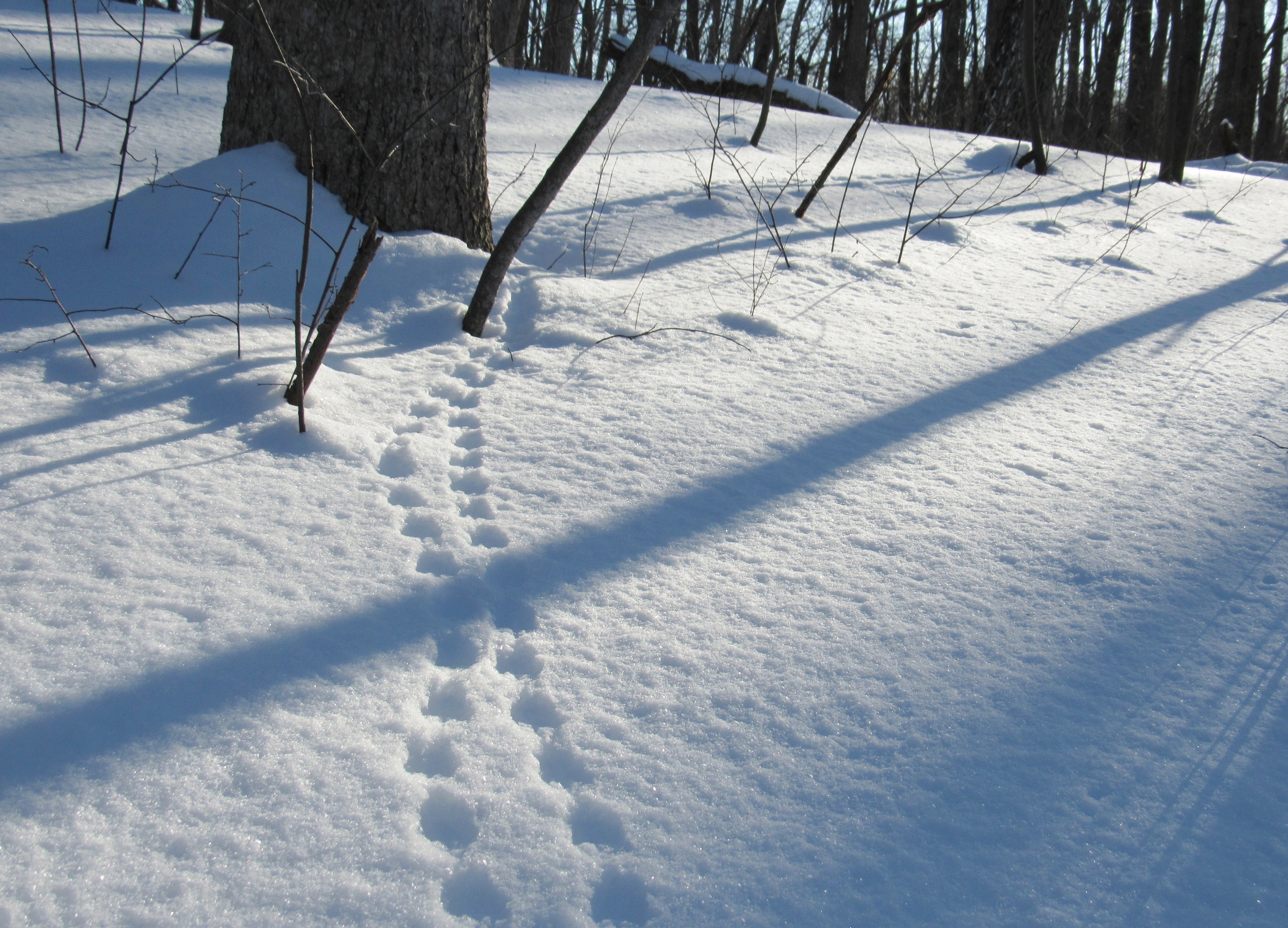 Red Squirrel: The evenly spaced and opposite placement of the paw prints indicate a squirrel bounding through the snow 