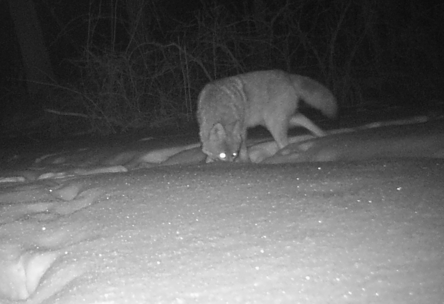 A close-up of a fox wandering in the snow at night, with its head down as it explores the ground.