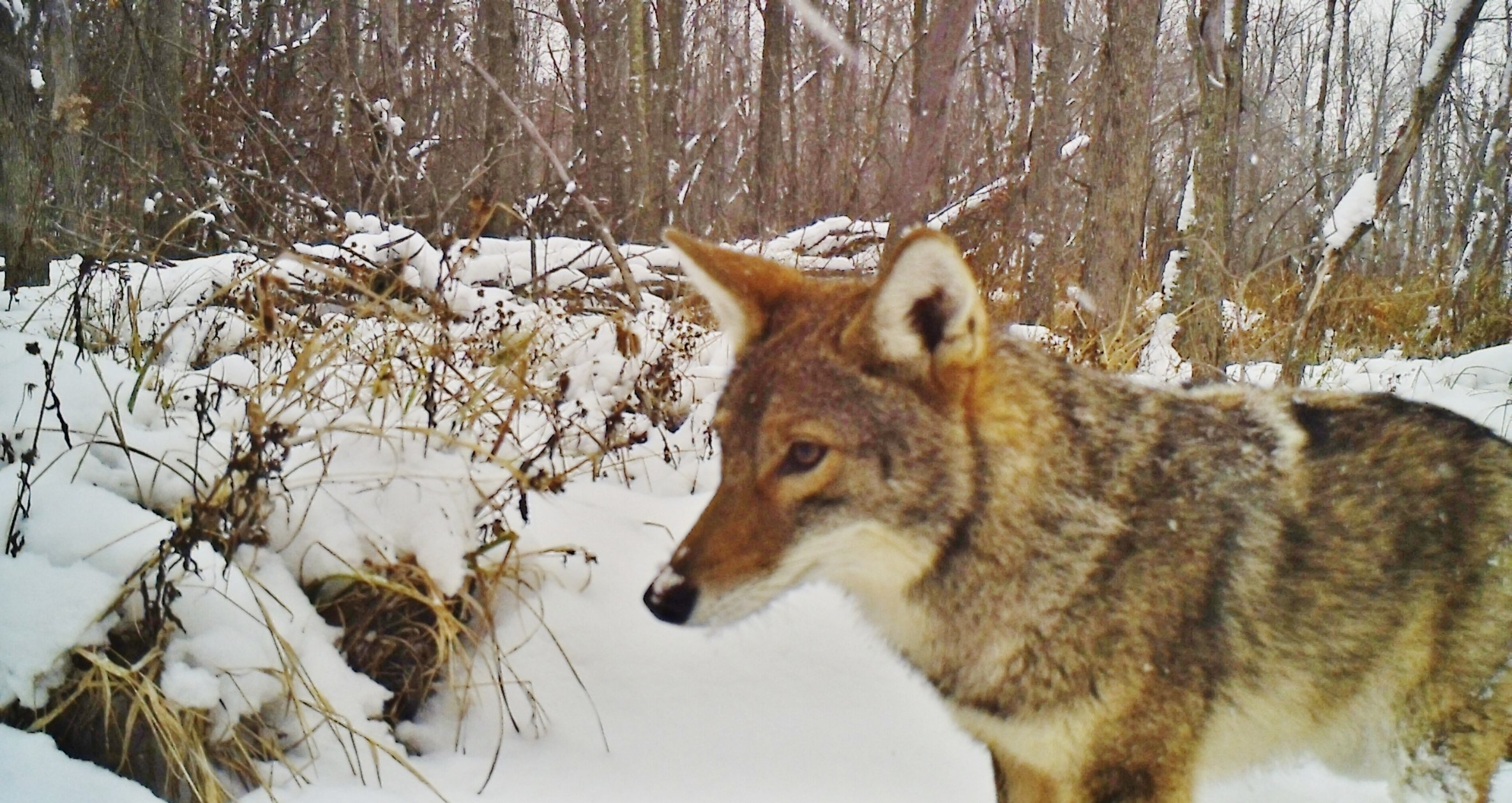 A coyote walking through a snowy landscape with trees in the background.