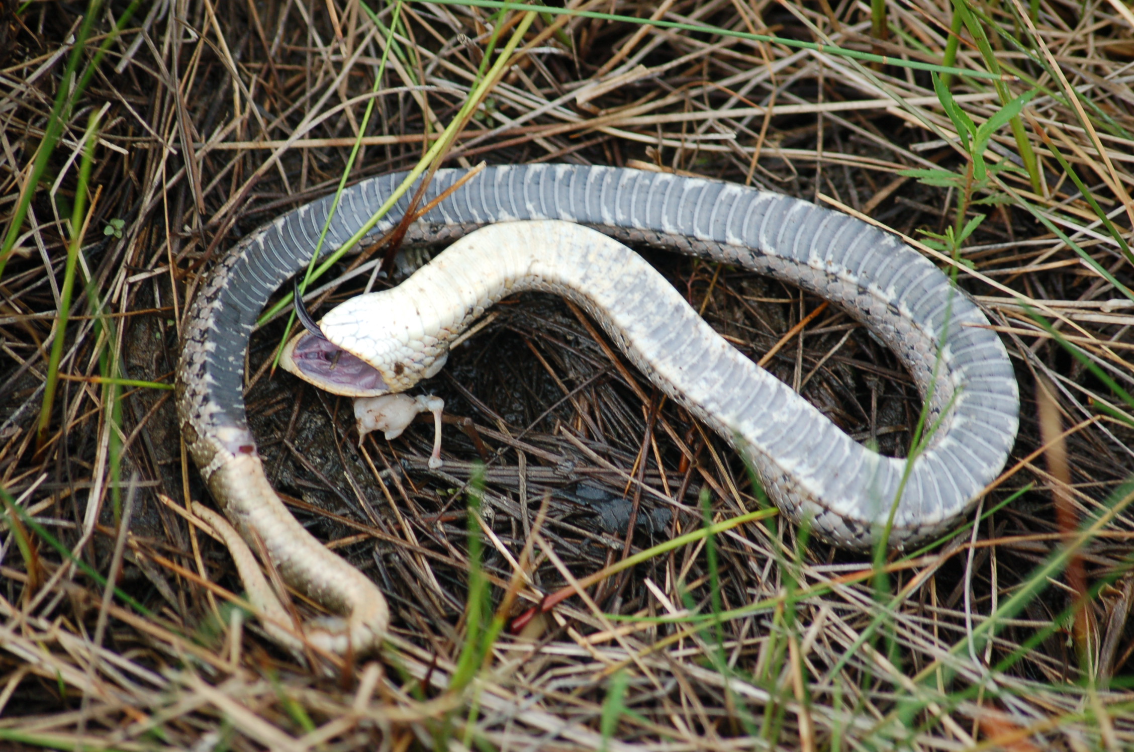 Eastern Hognose or spread adder known as the drama queen of the snake  world. When threatened will play dead, hiss, and/or flatten head like a  cobra Stock Photo
