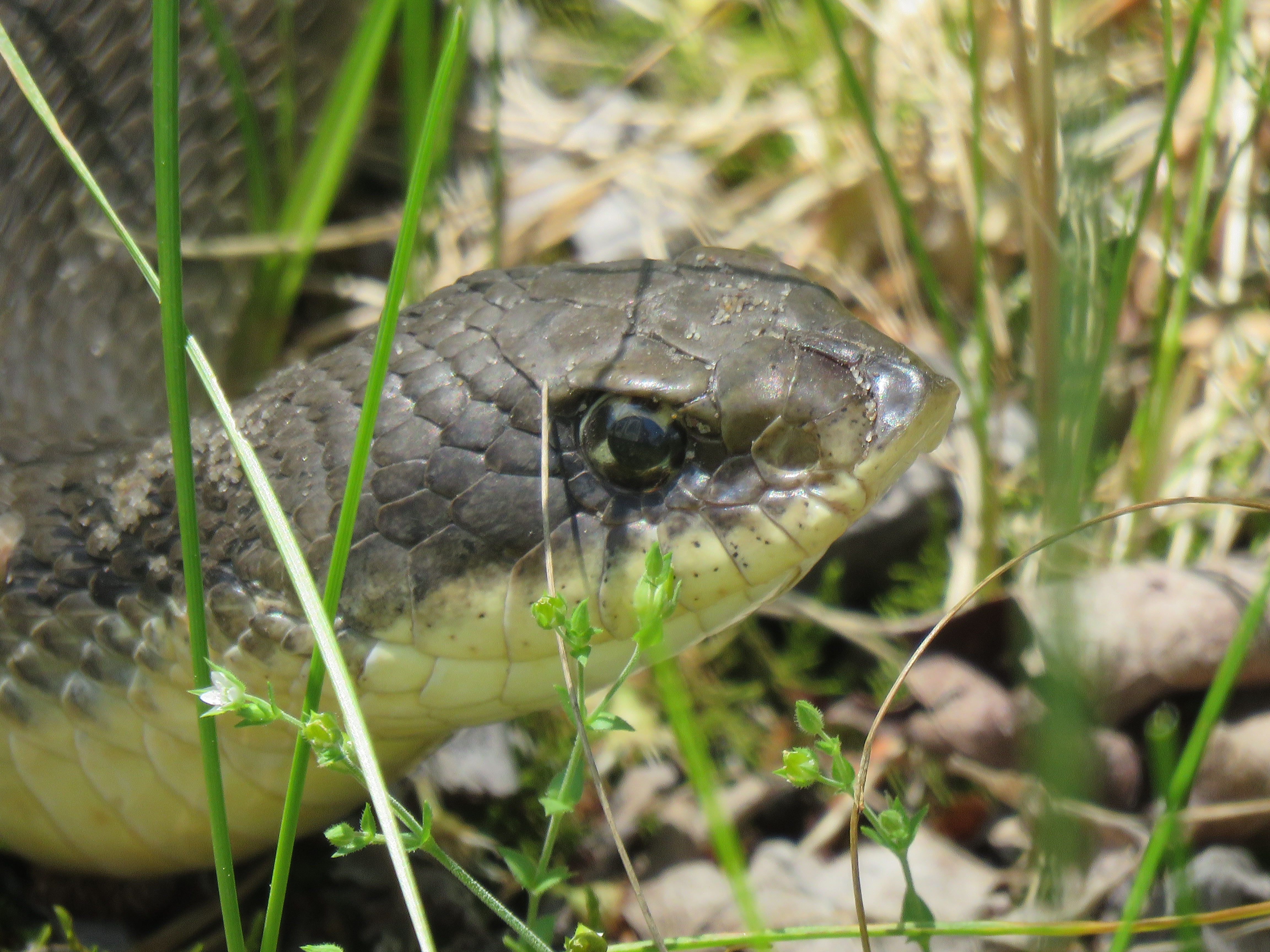 Hognose snake playing dead in a field