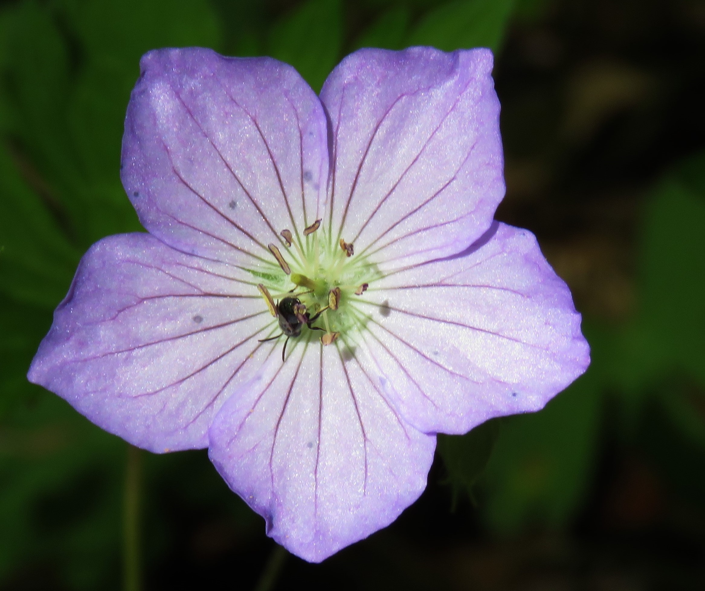 MAY’S WOODLAND WILDFLOWERS MAKE WAY FOR JUNE Oakland County Blog