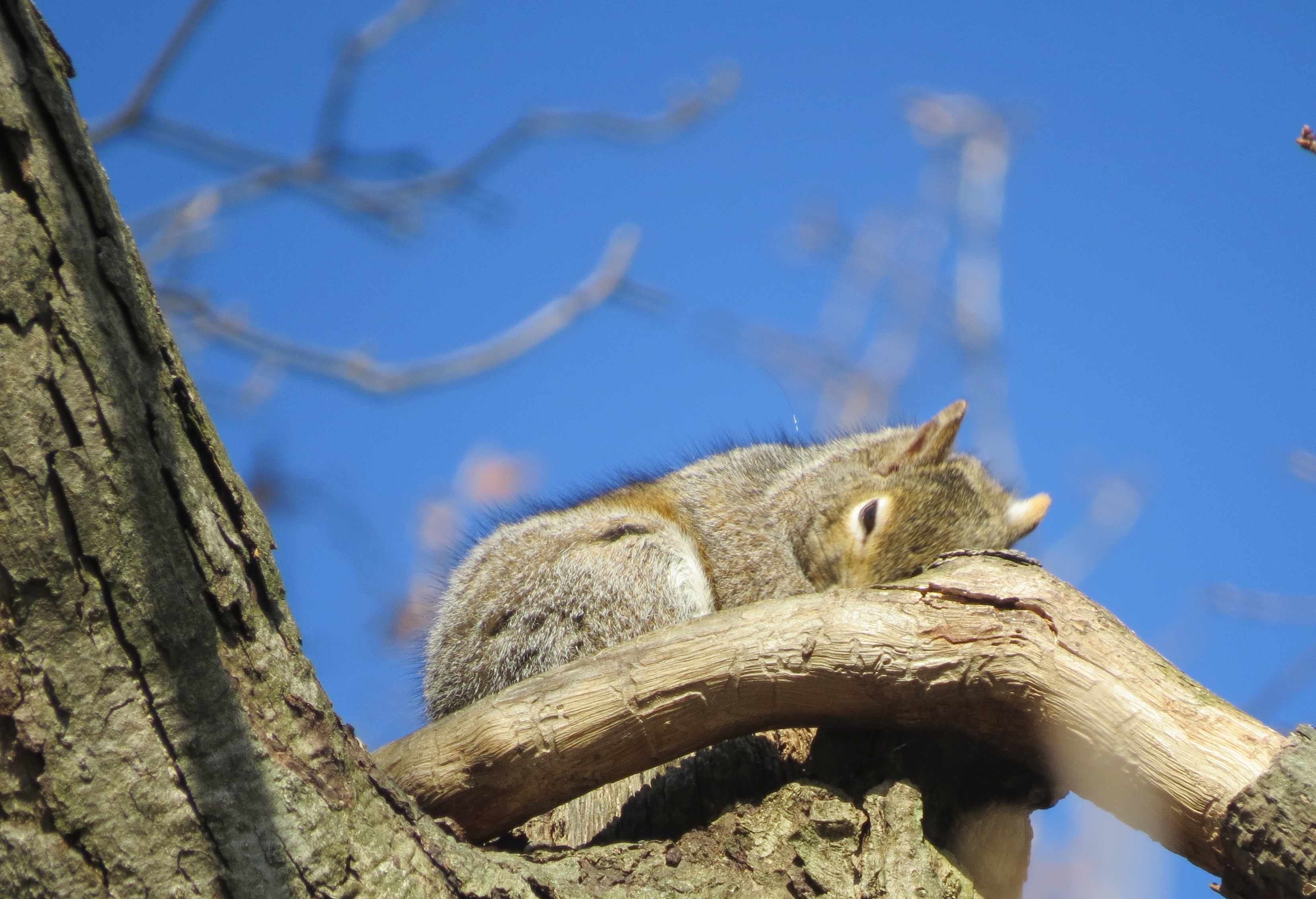 A squirrel resting on a tree branch against a clear blue sky.