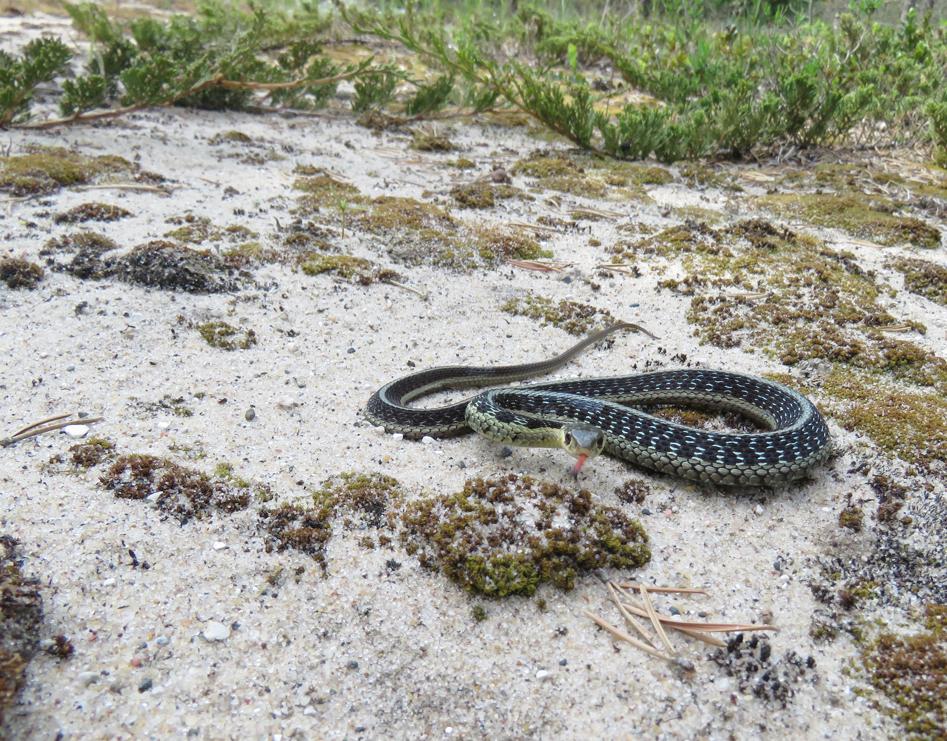 The Eastern Garter Snake A Common Garden Snake Oakland County