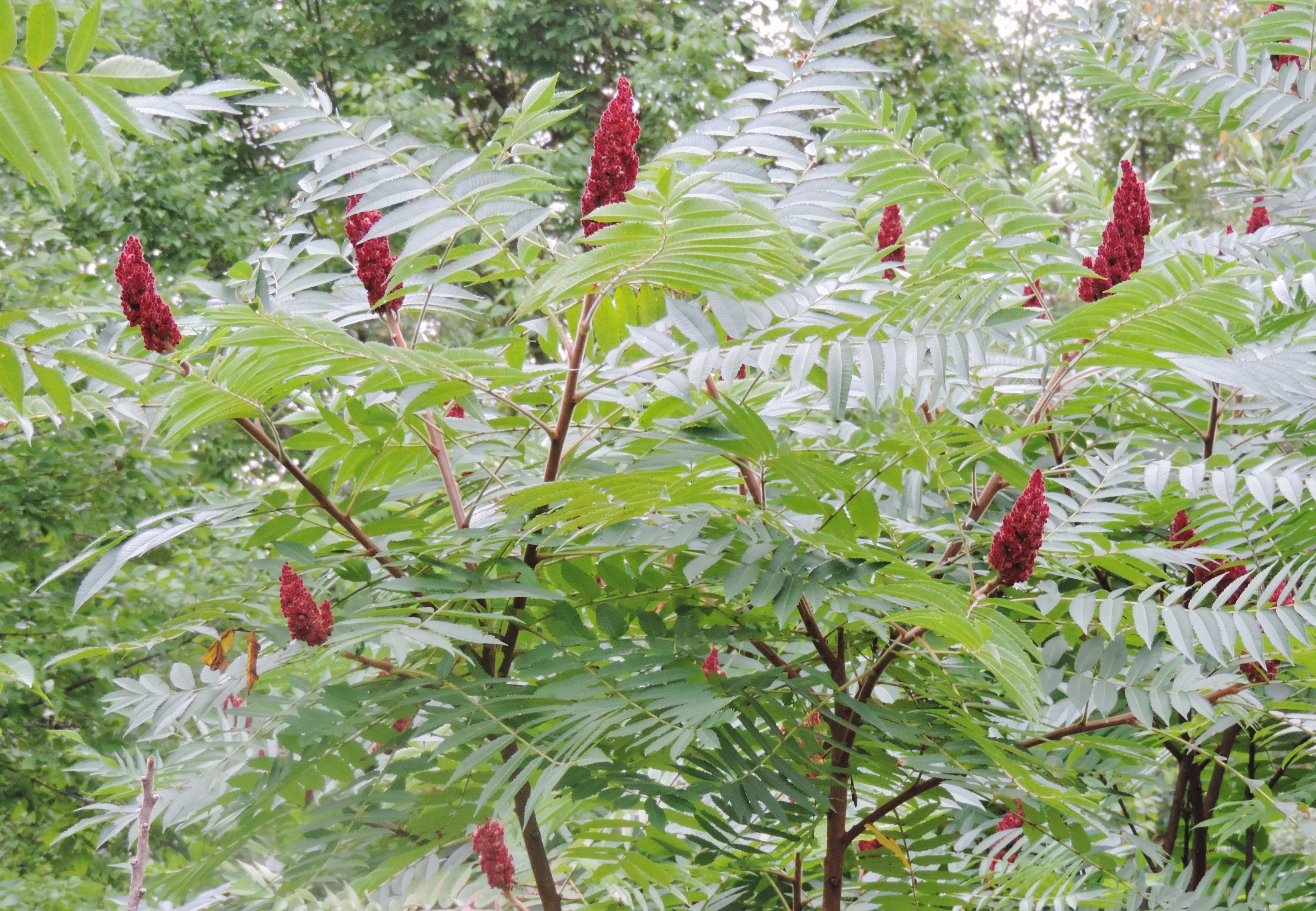 Palate Pleasing Secrets Of Staghorn Sumac – Oakland County Blog