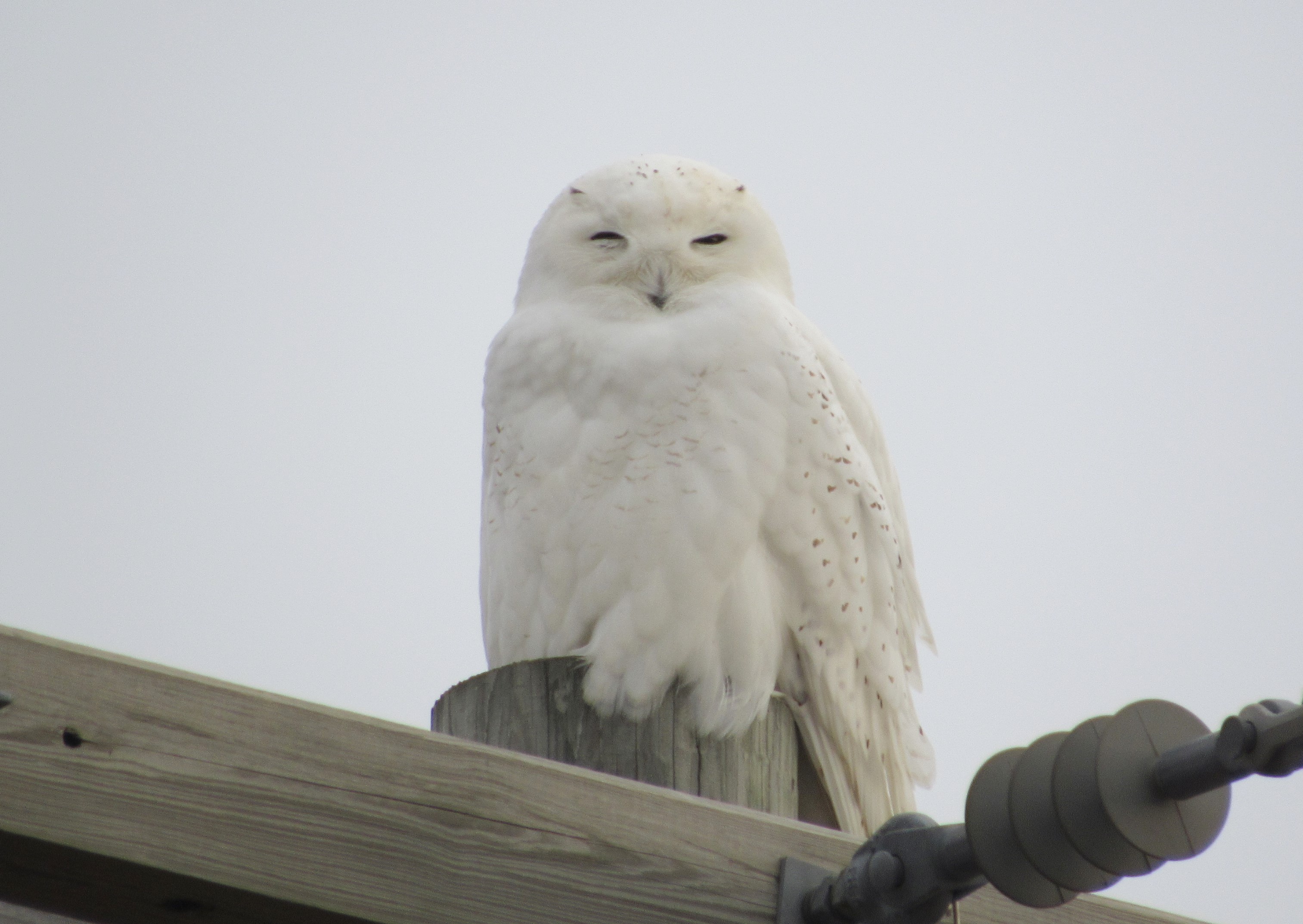 A snowy owl perched on a wooden post with a gray sky in the background.