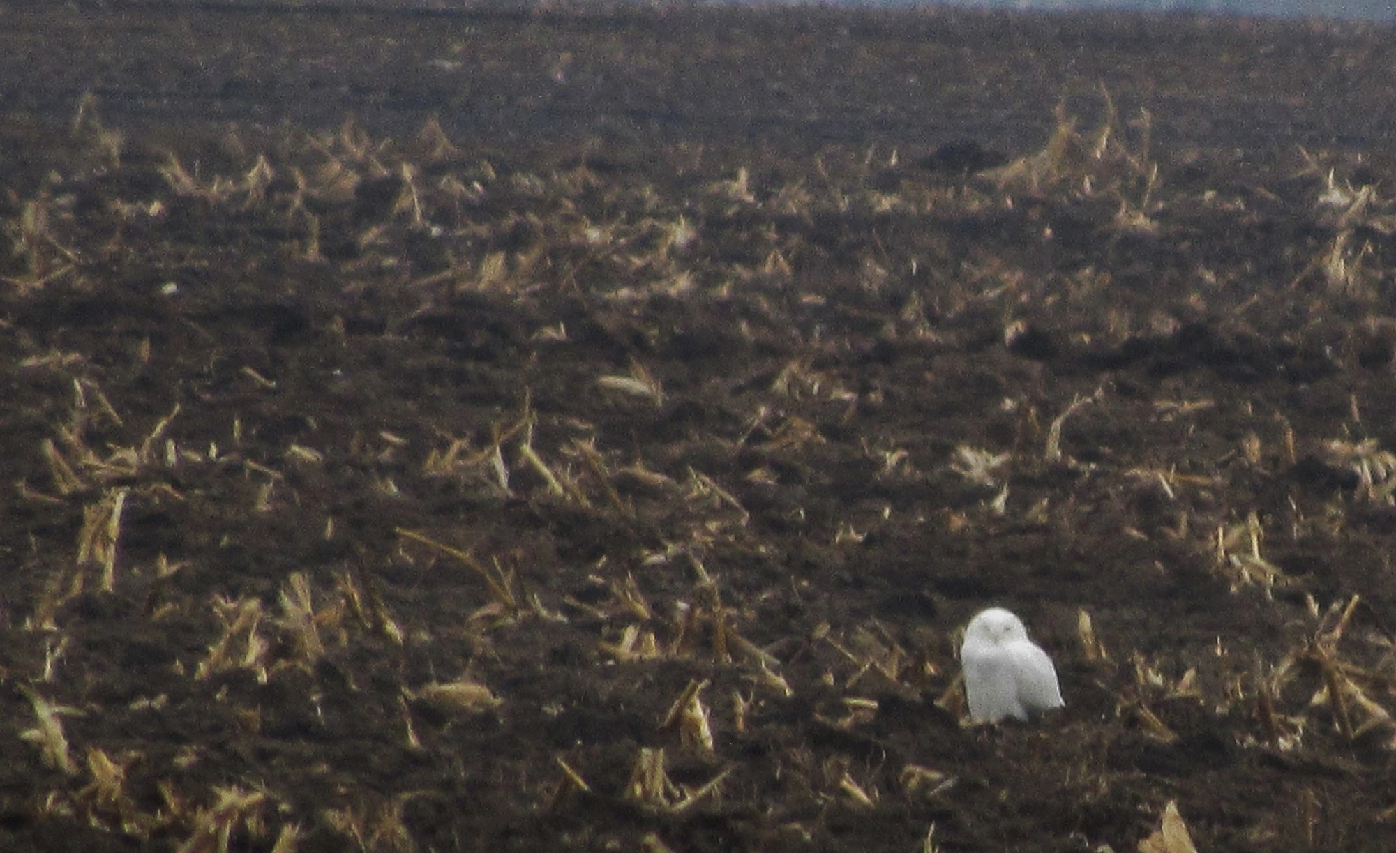 A white owl perched on a field of dark, tilled soil with scattered corn stubble.