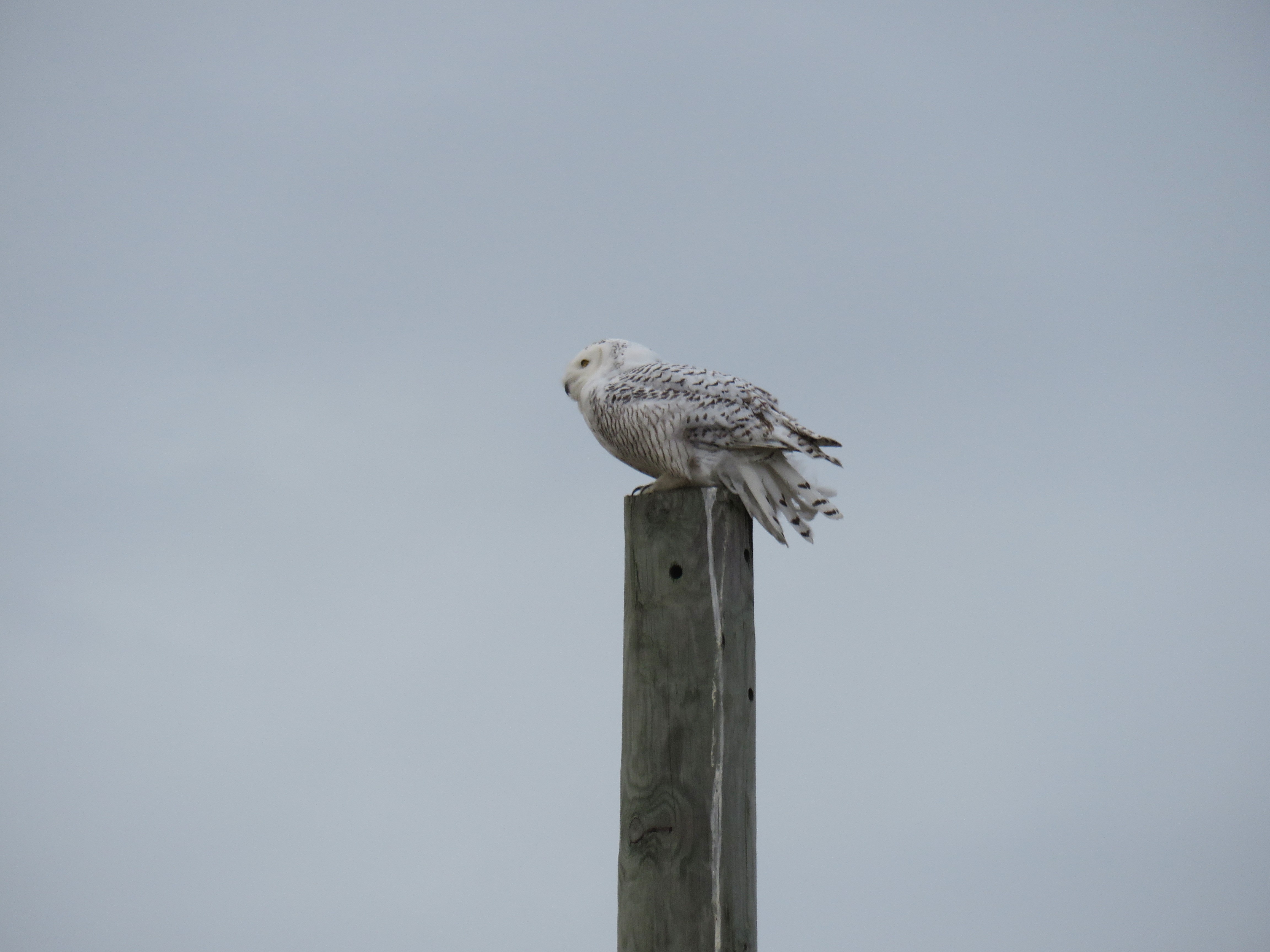 A snowy owl perched on a wooden post against a gray sky.