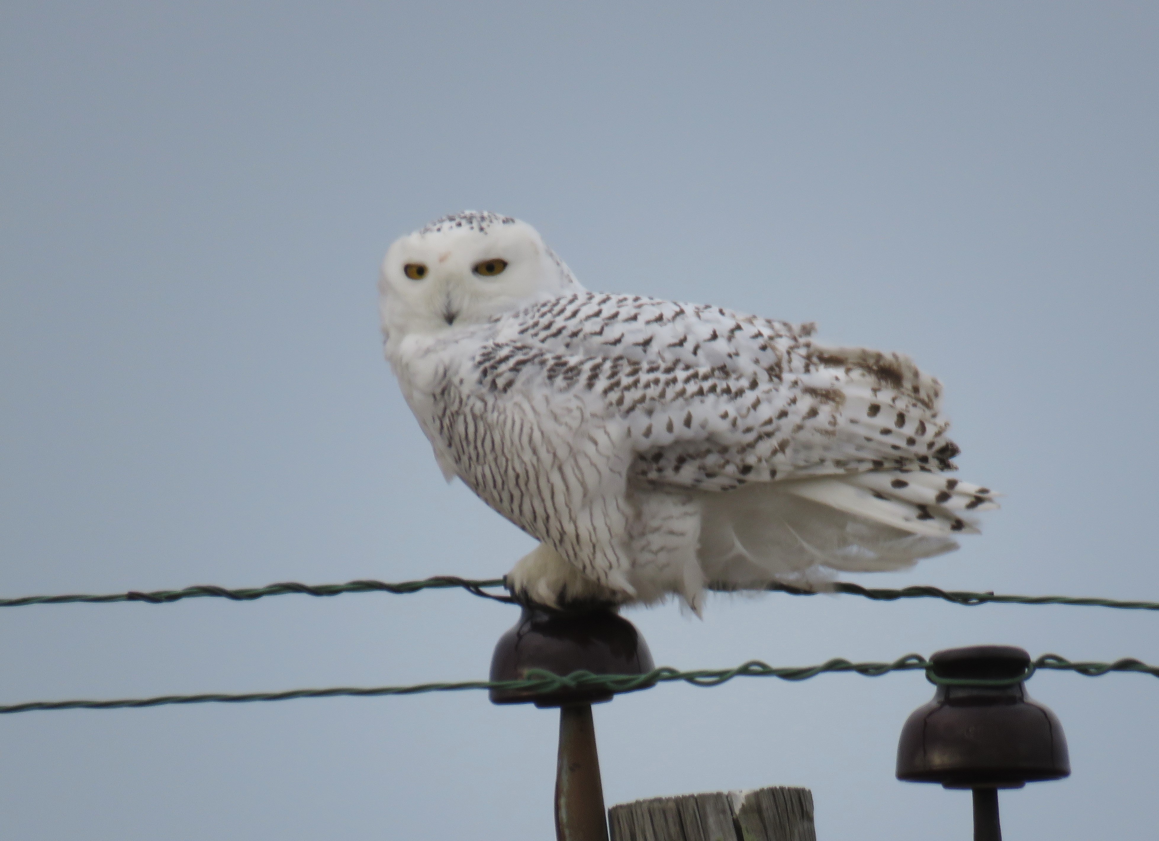 A snowy owl perched on a power line, featuring white feathers with dark mottling and striking yellow eyes, against a gray sky.