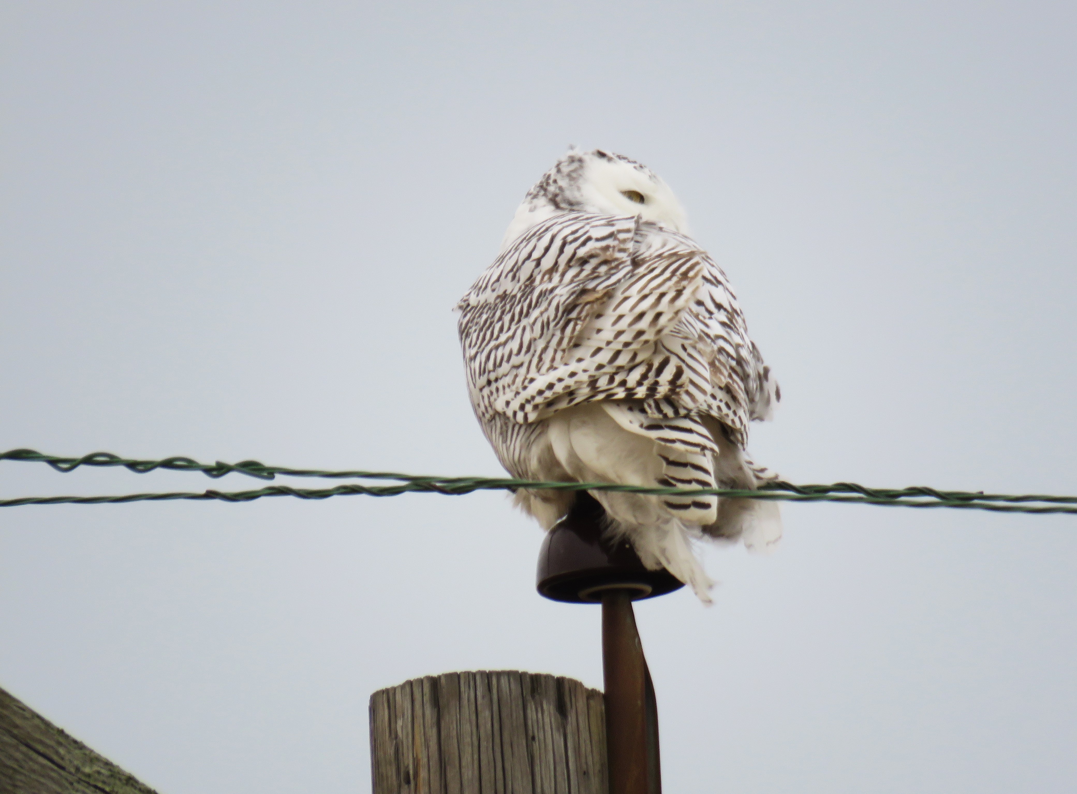 A snowy owl perched on a pole, facing away from the camera, with a cloudy sky in the background.
