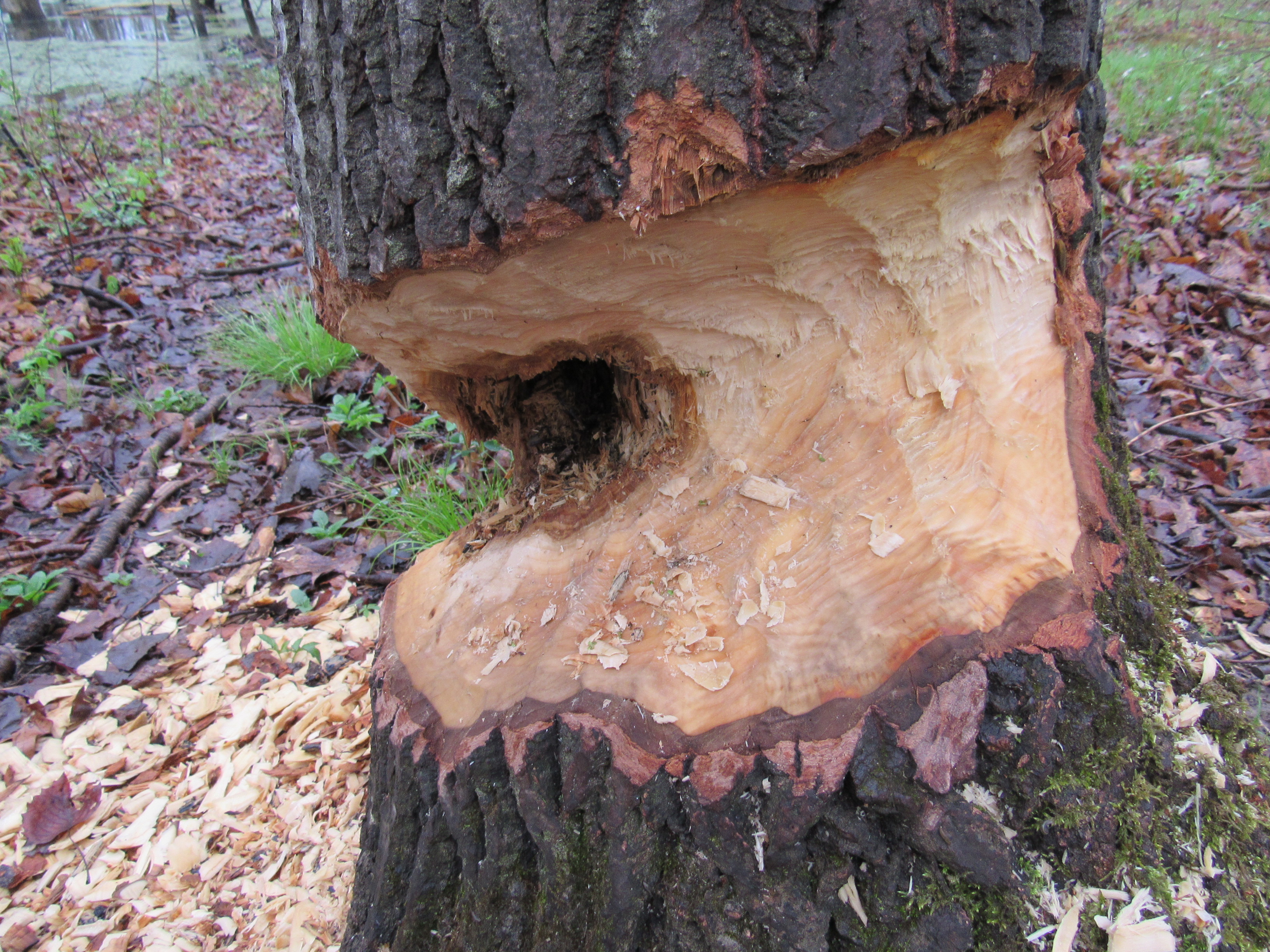 Close-up view of a tree trunk with a large, hollowed-out section, revealing the inner wood and wood shavings on the ground.