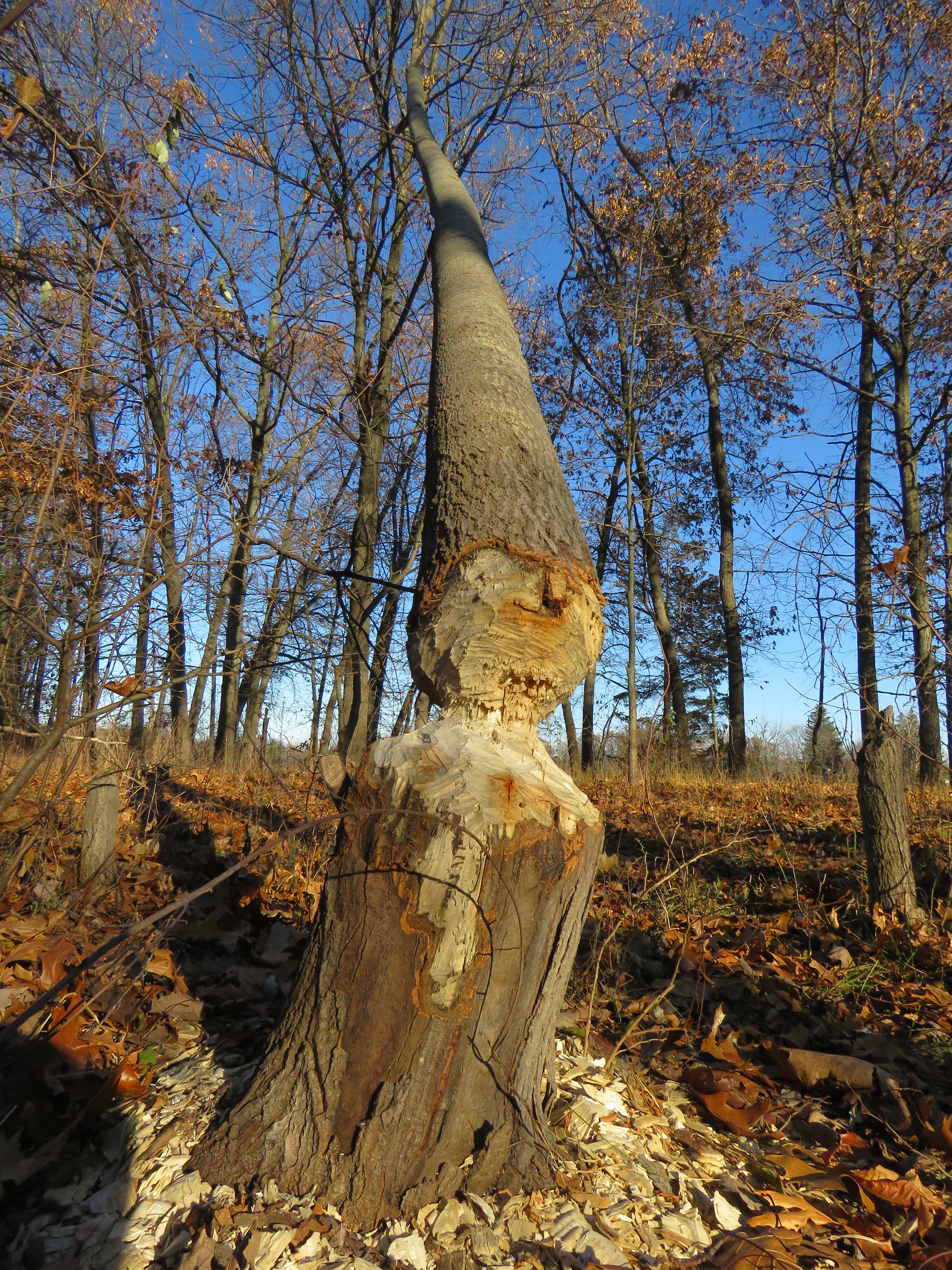 A close-up view of a tree stump with a beaver-chewed top, surrounded by fallen leaves and other trees in the background under a clear blue sky.