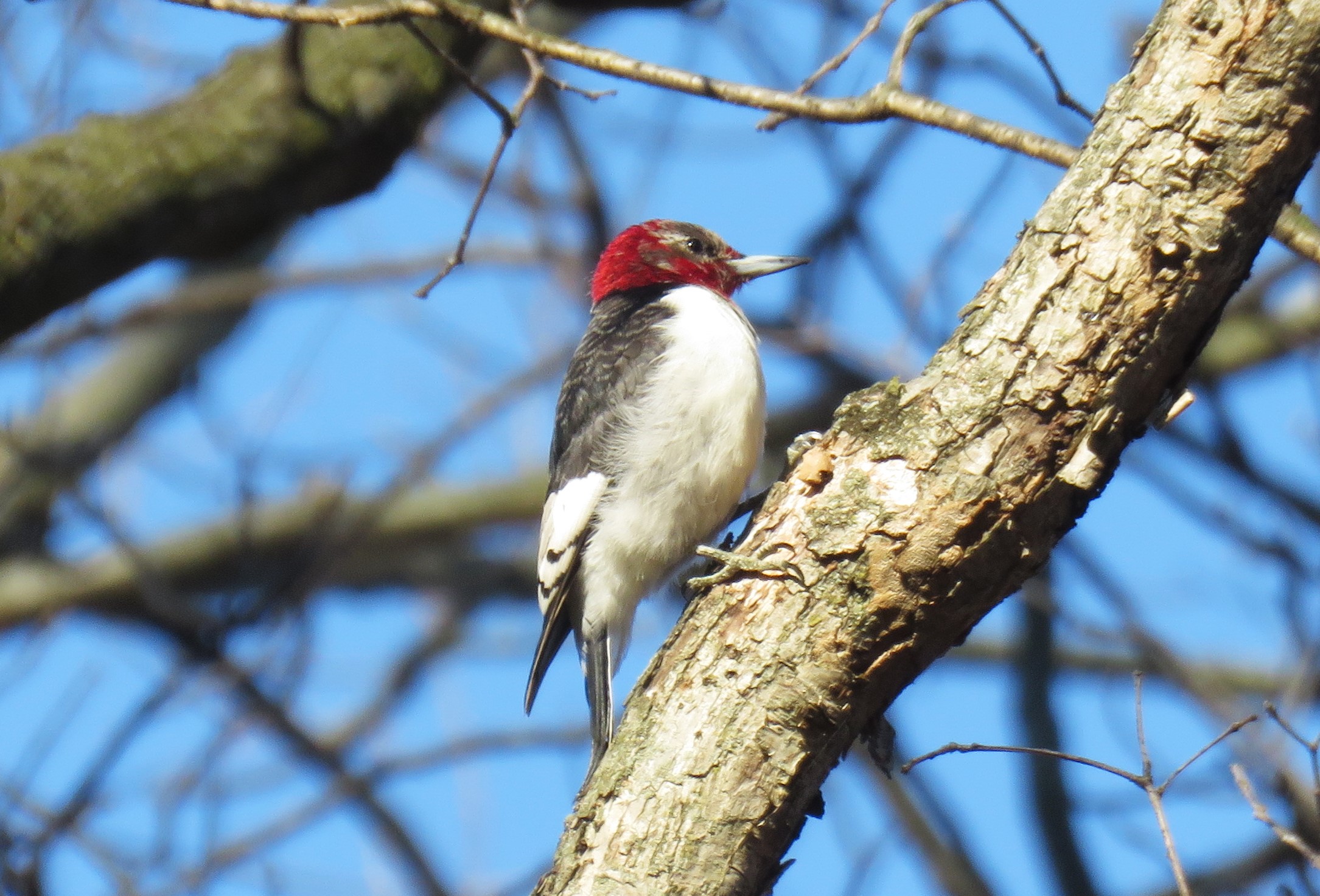 A red-headed woodpecker perched on a tree branch, with a blue sky in the background.
