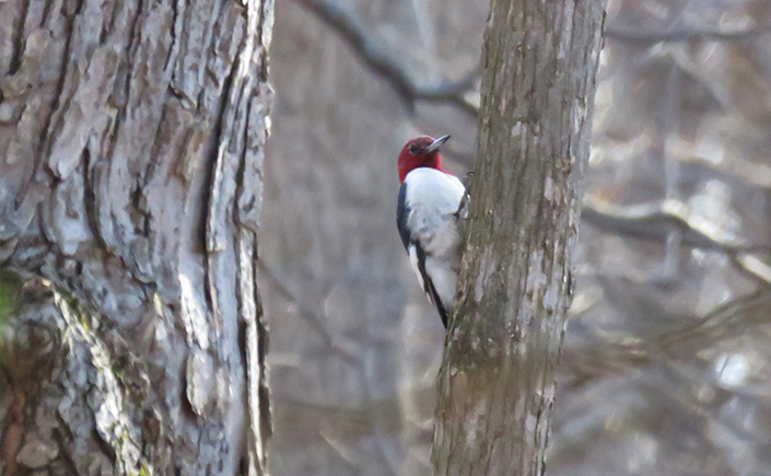 A red-headed woodpecker perched on a tree trunk, showcasing its distinctive red, white, and black plumage against a blurred forest background.