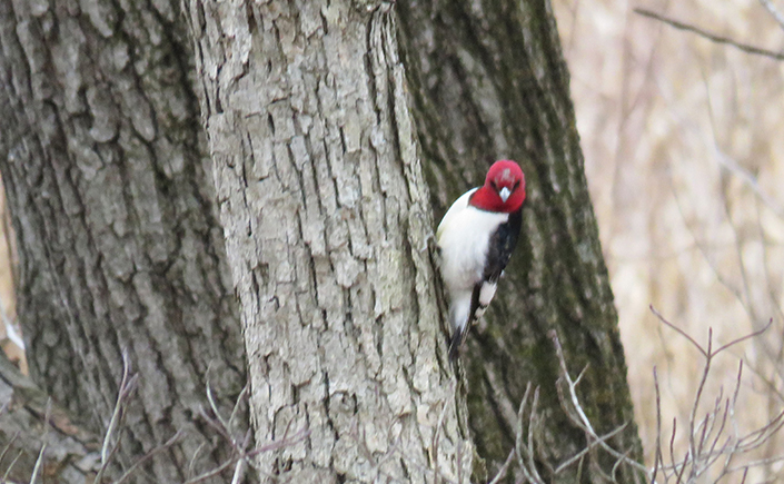 A Red-headed Woodpecker perched on a tree trunk, featuring distinct red, white, and black plumage.