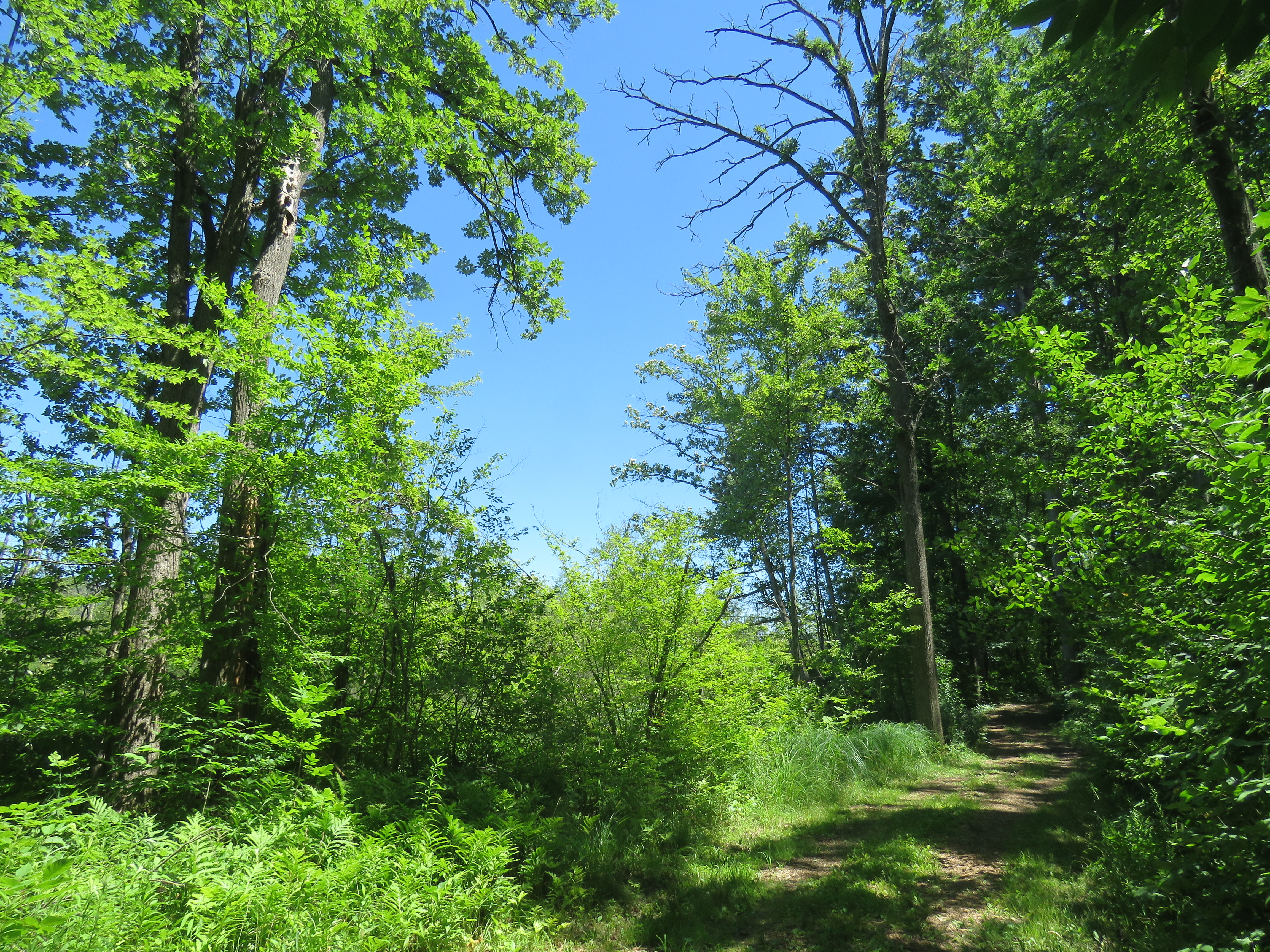 Springfield Oaks Trail