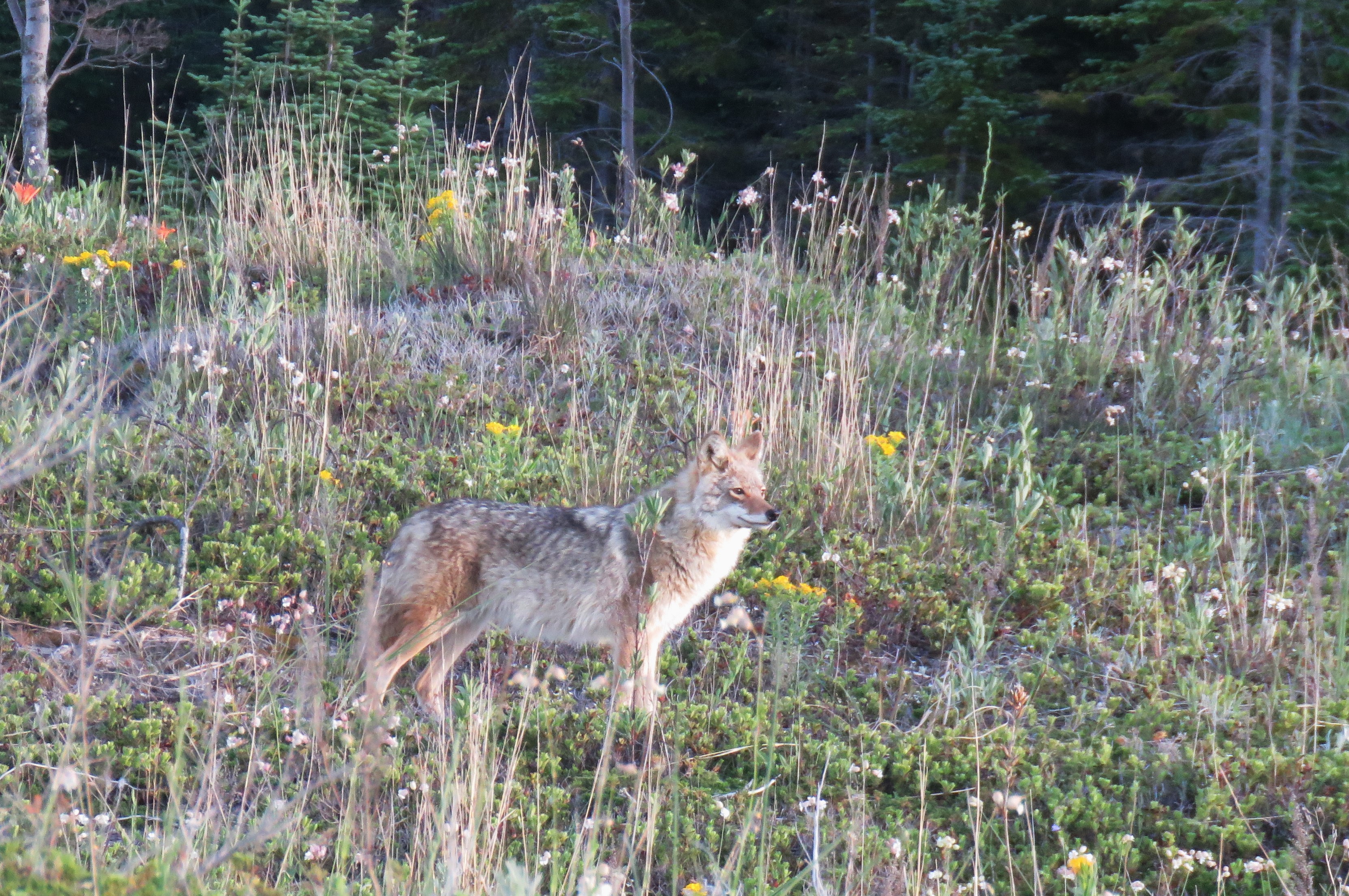 A coyote stands at attention on dune filled with weeds and wildflowers