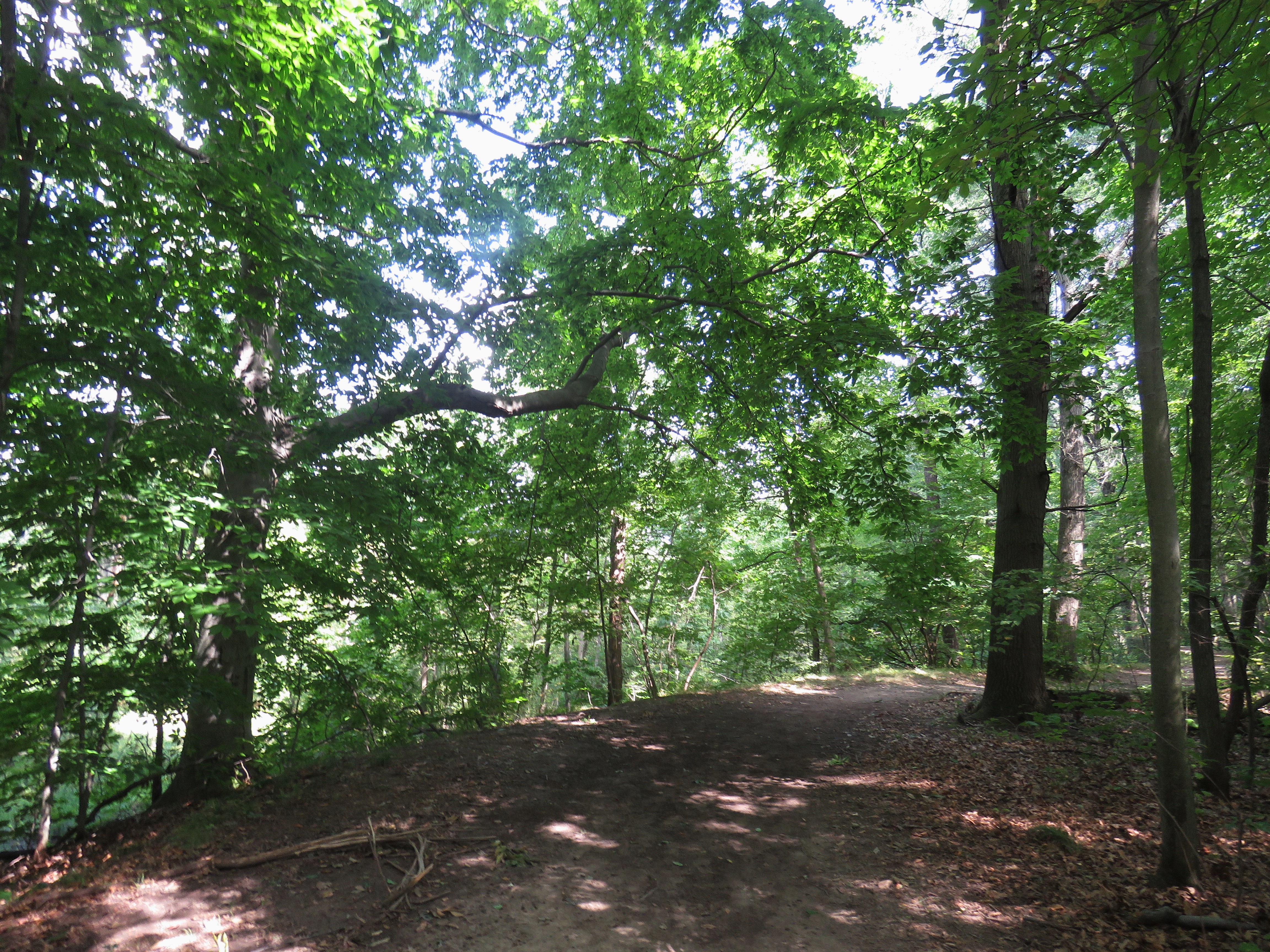 A dirt path surrounded on both sides by trees with green foliage. The leaves and branches create a canopy over the top. Bits of blue sky and white clouds can be seen through the foliage.