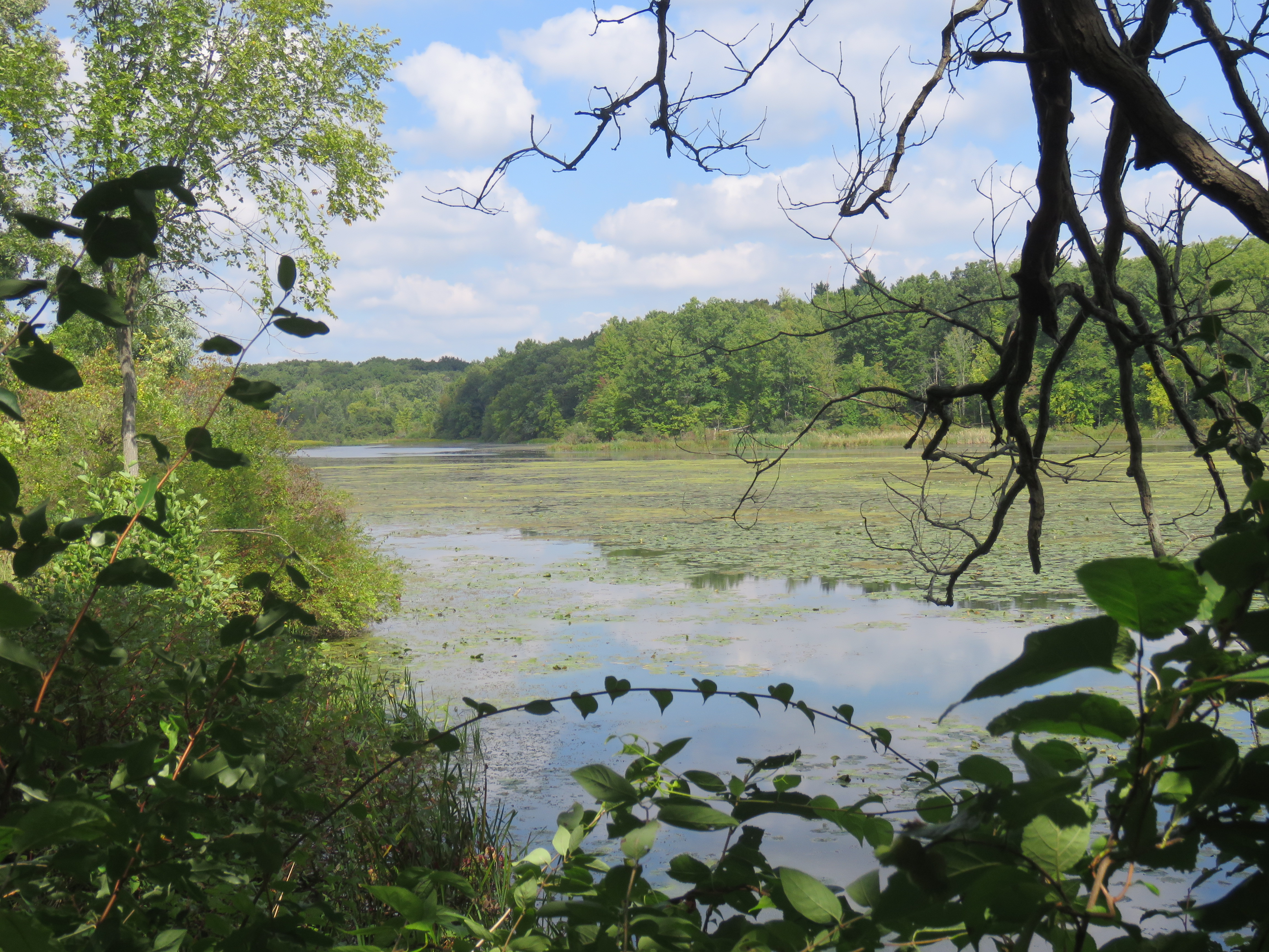 A view of Stony Creek Lake as seen through the foliage. The water is covered with lily pads and the trees across the lake are in the distance. 