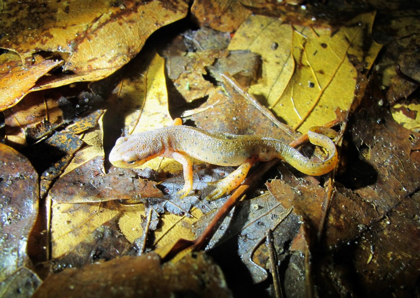 A close-up photo of a red spotted newt on wet and yellowing leaves on the ground. Contrary to its name, this newt is pale greenish-brown in color with yellow legs.