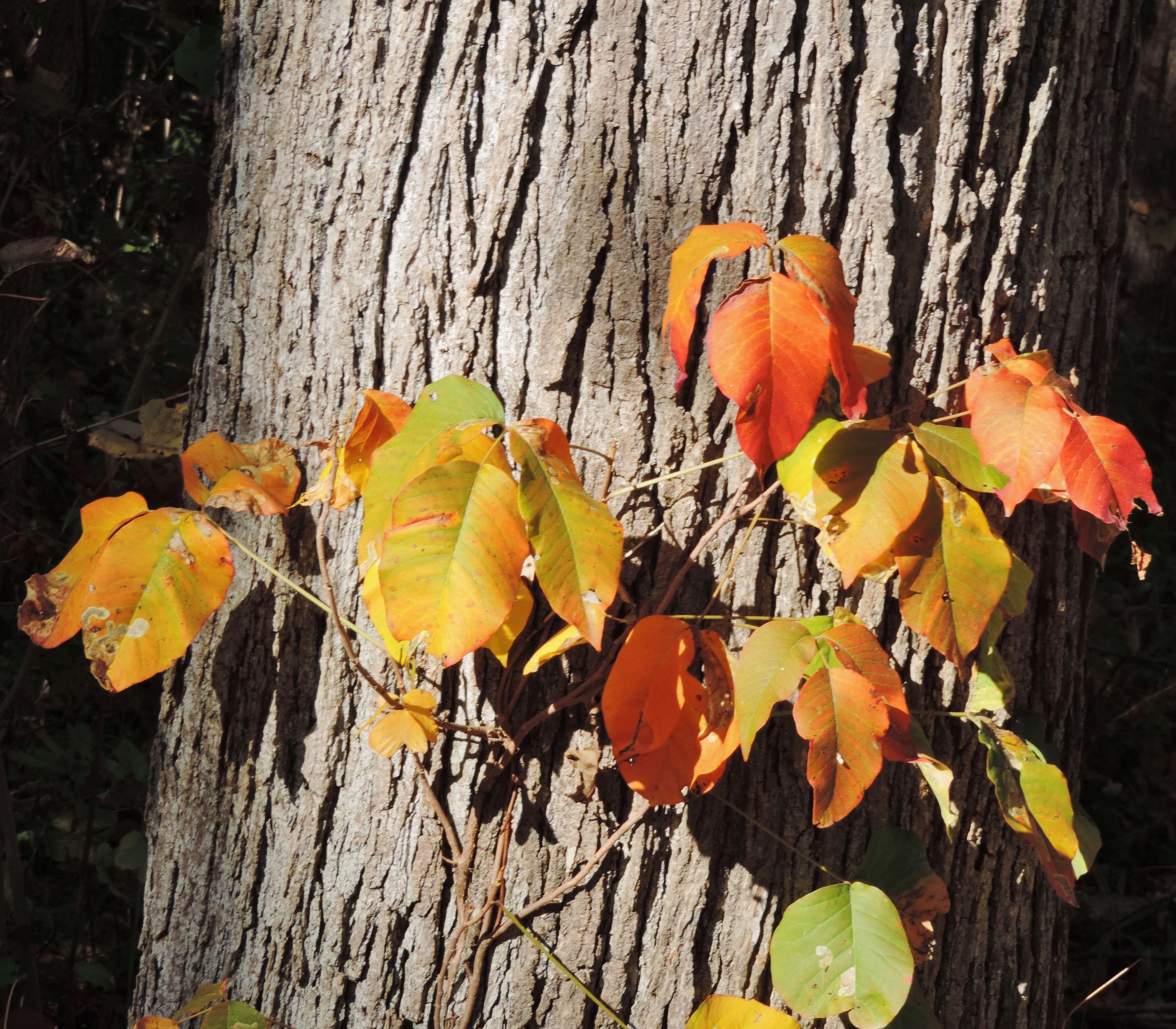 A poison ivy vine with red, orange, yellow, and green leaves wrapped around a thick tree trunk.