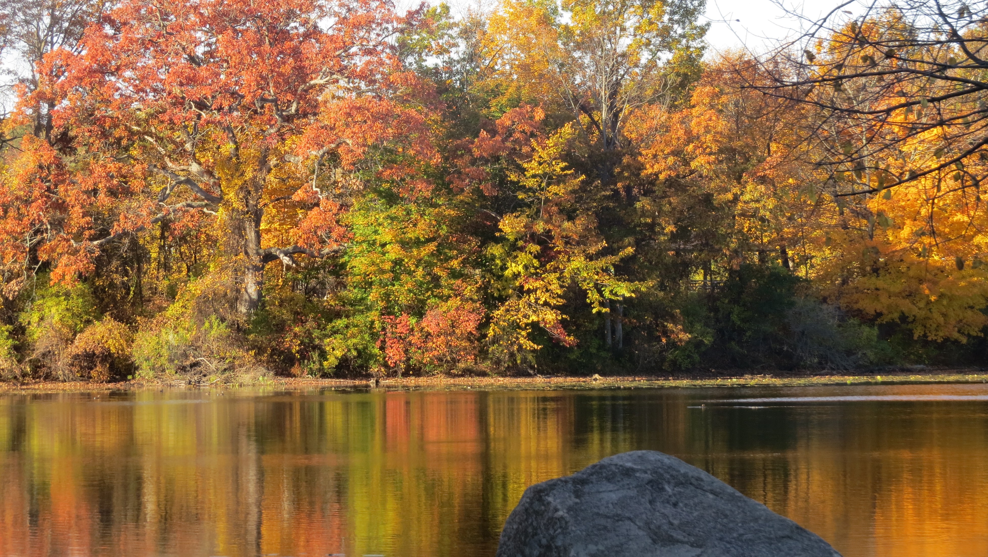 A view of tall trees in fall colors from across a body of water. Deep oranges, yellows, and green reflect brilliantly on top of the water.