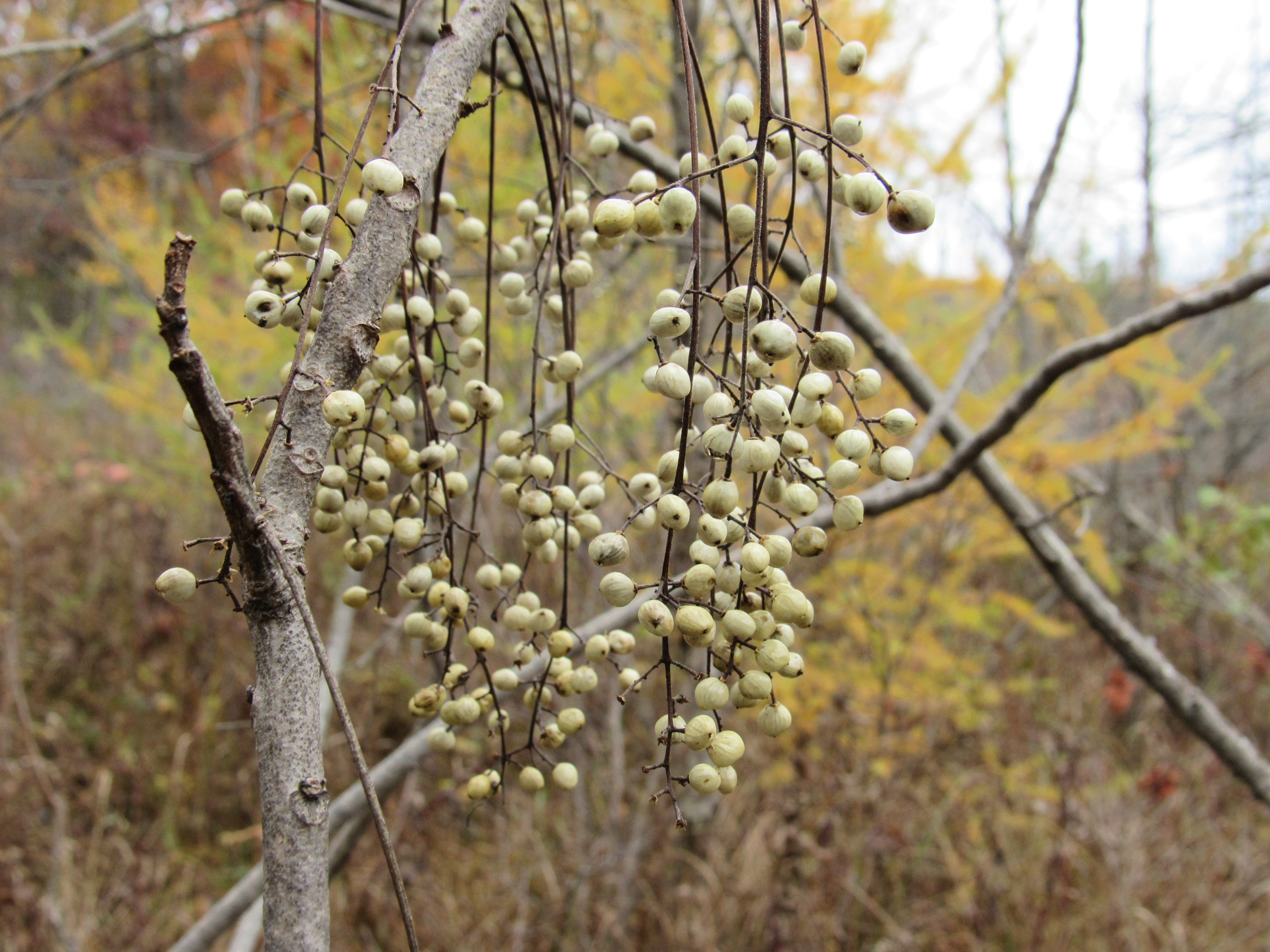 Whitish-gray poison ivy berries among branches.