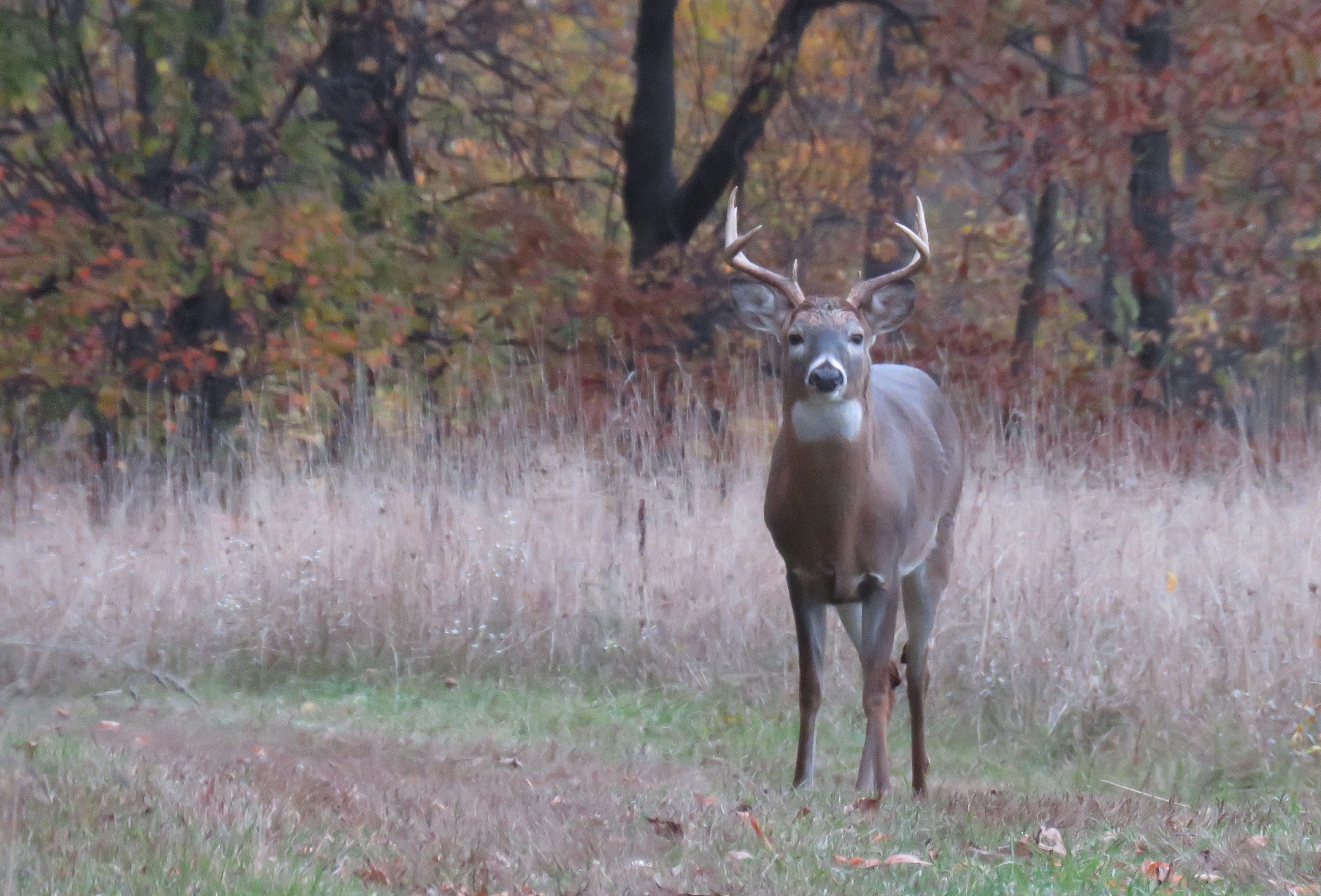A buck stands in a clearing in the woods staring right at the photographer.