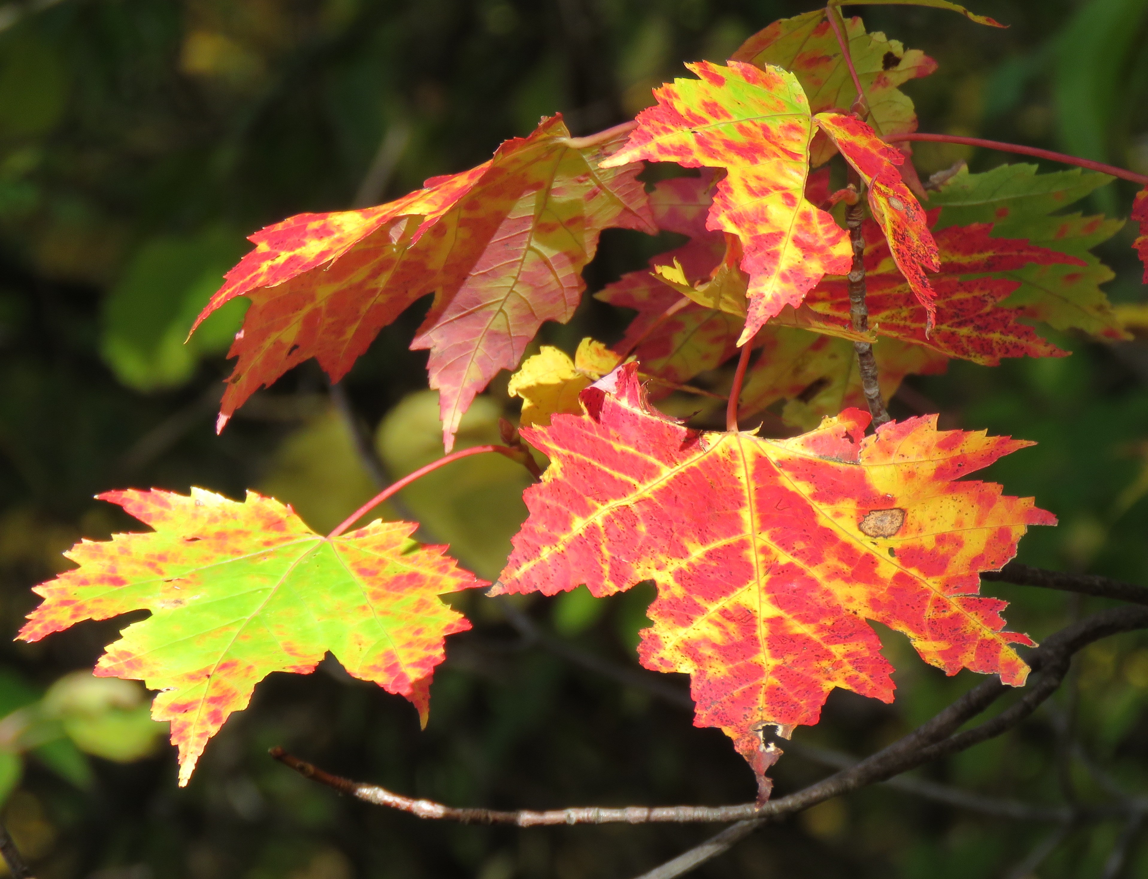A close up photograph of maple leaves on a branch. The leaves are multi-colored (red, yellow, and green) with dappled spots of sunlight.