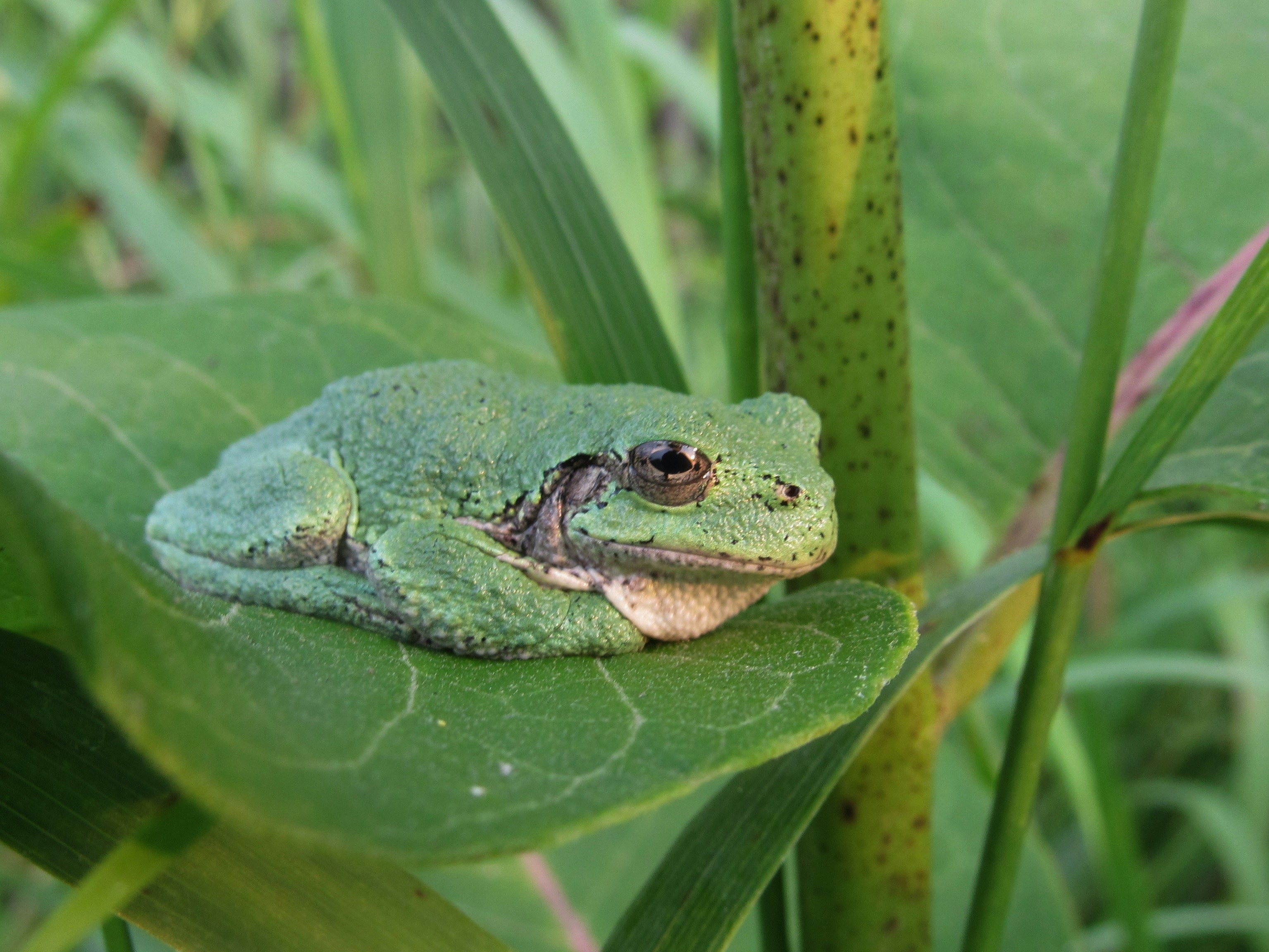 A gray tree frog (green in color) sits resting on a leaf.