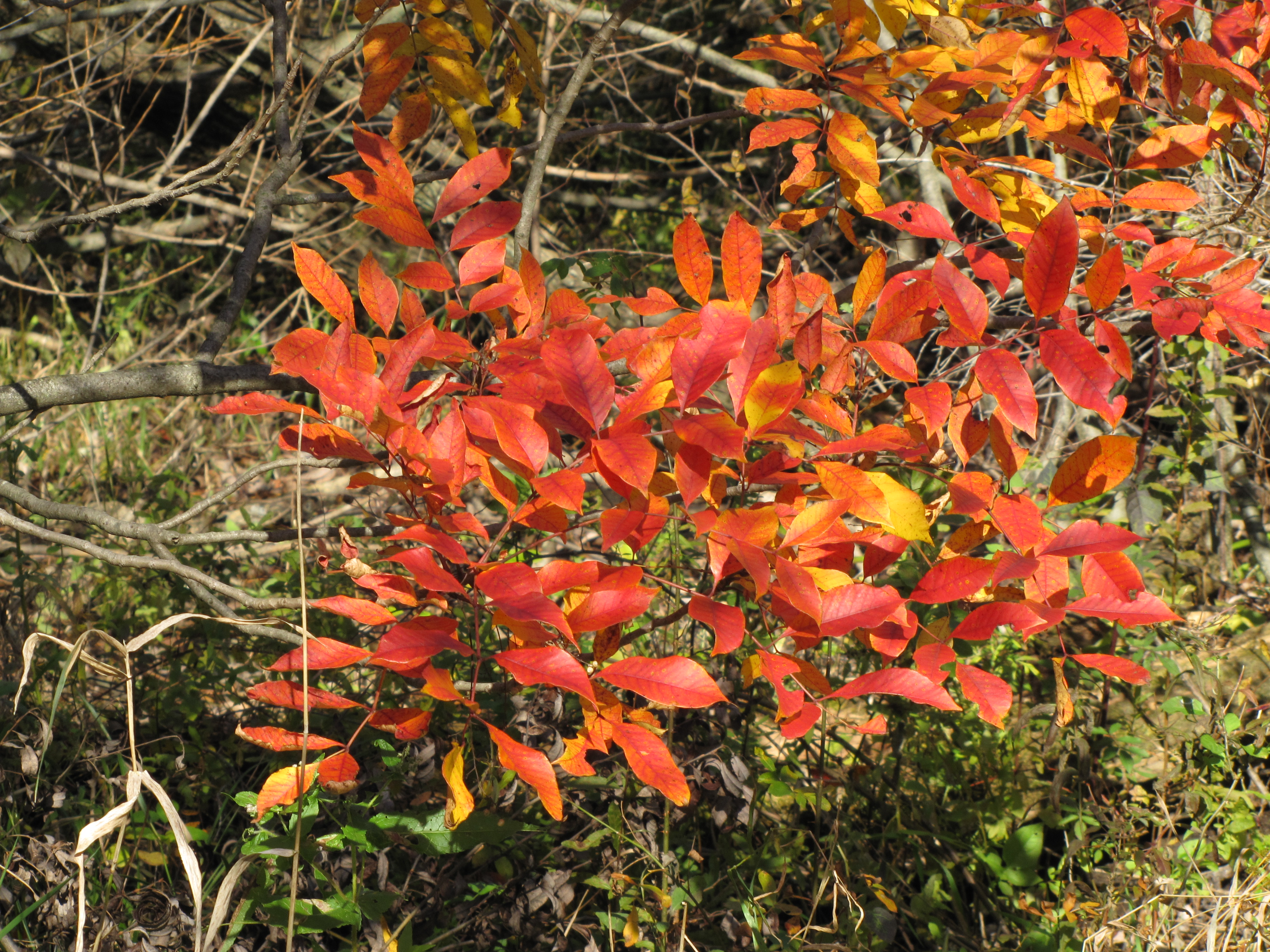 The red leaves of a poison sumac plant