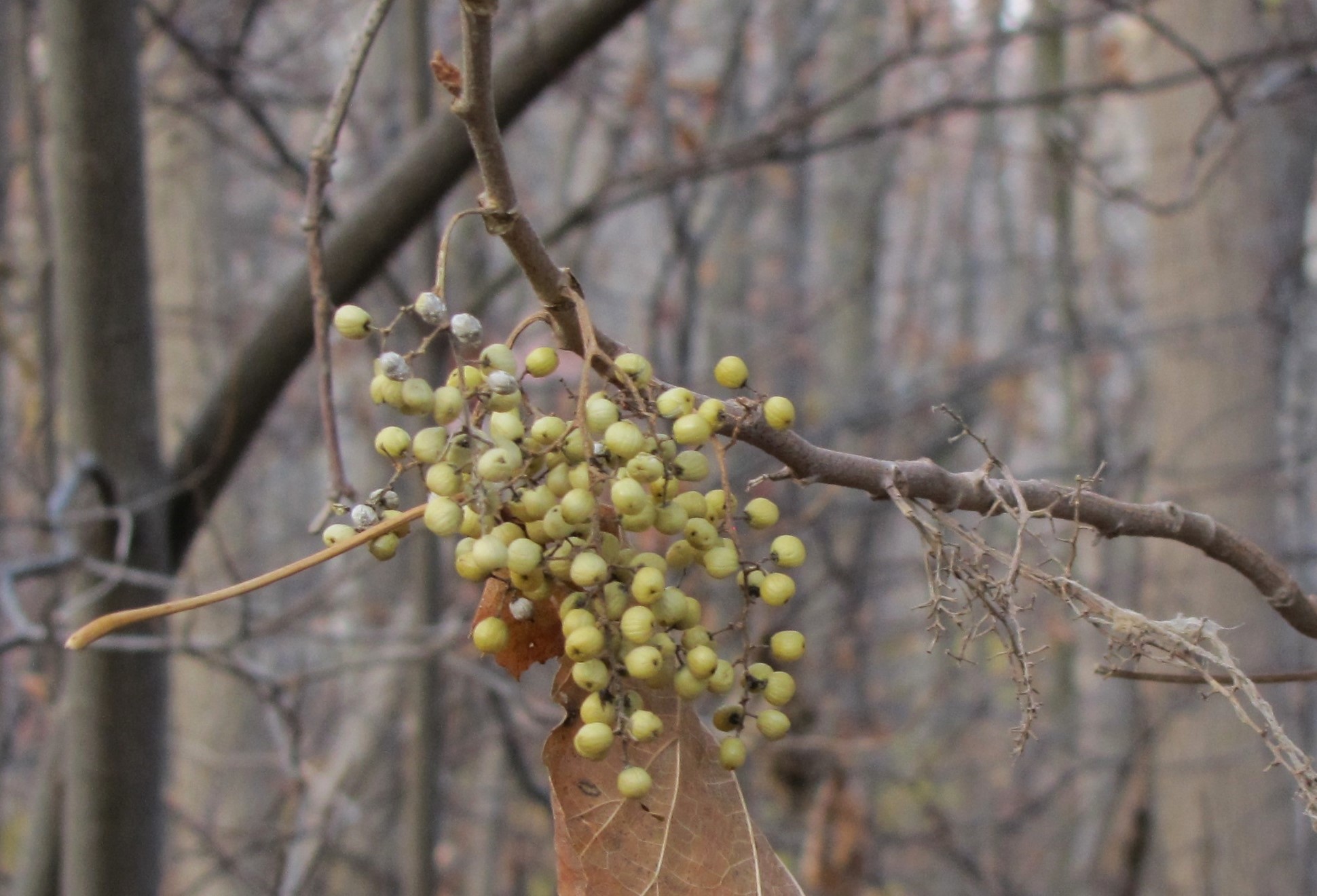 Pale green poison sumac berries hang in a cluster off bare branches on a cloudy day.