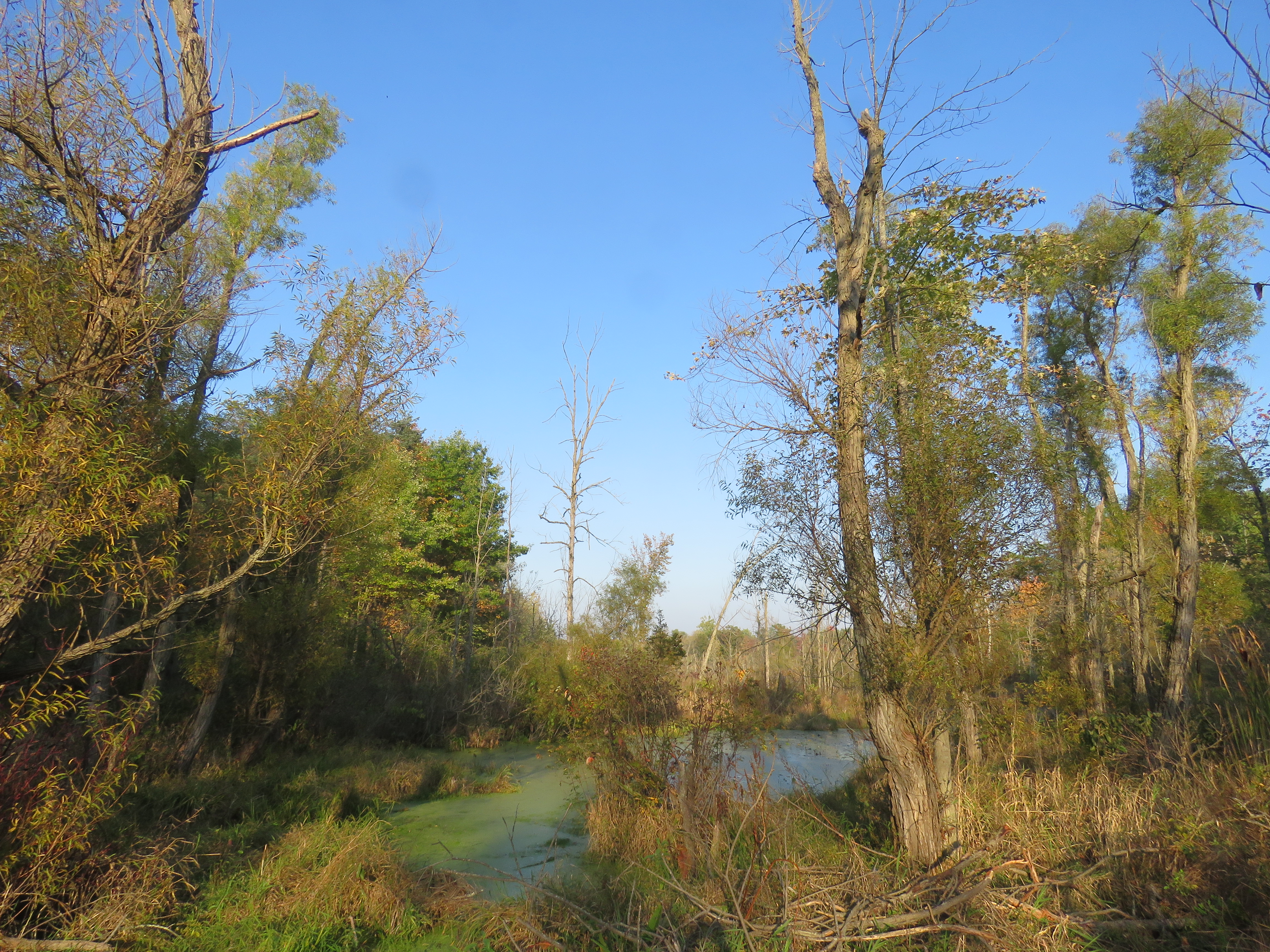 A photo taken from the edge of a swamp on a cloudless day. Tall trees surround the swamp. Foliage is just starting to turn from green to fall colors.