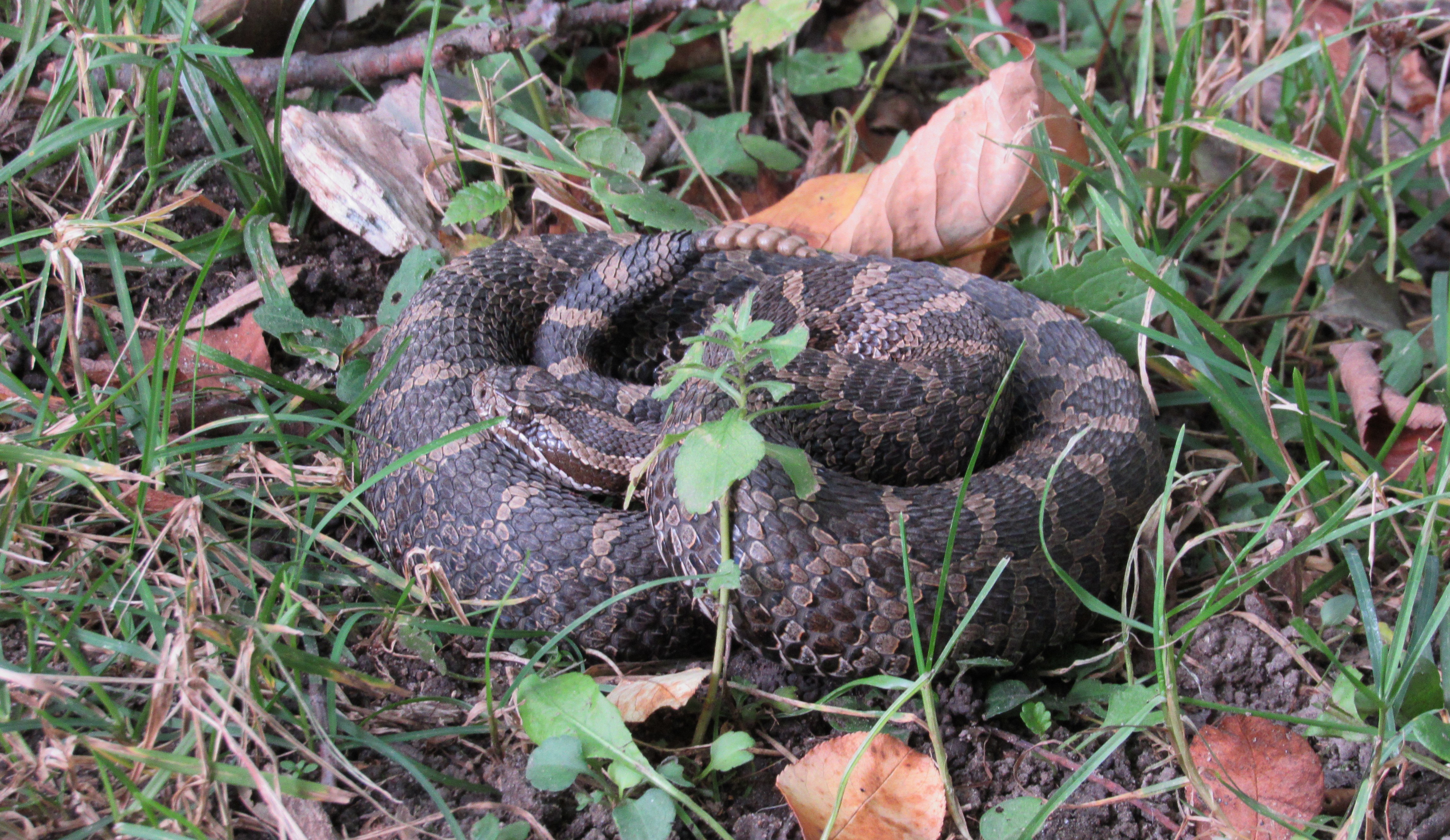An Eastern Massasauga Rattlesnake coiled up in green grass and fallen leaves.