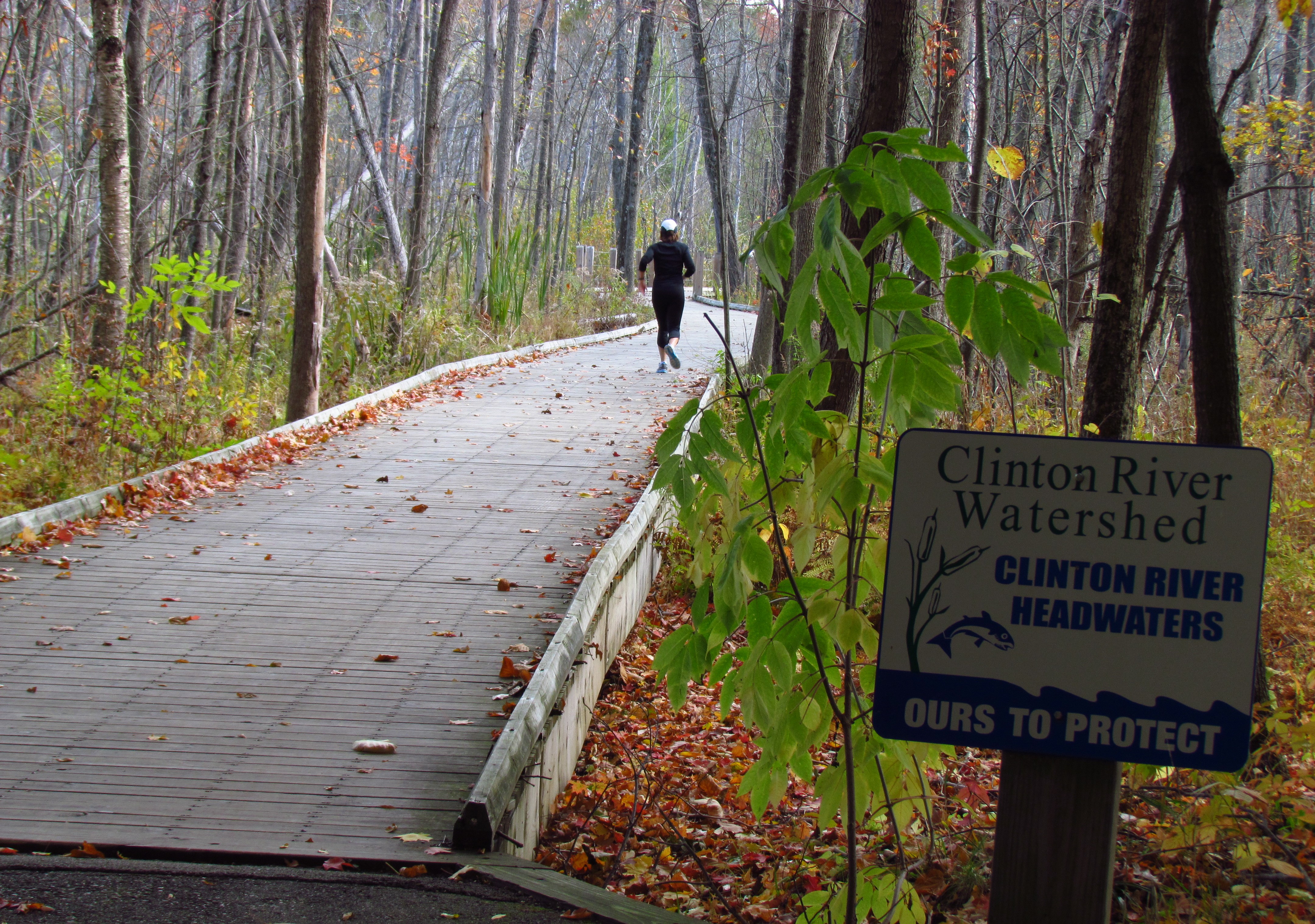 A jogger runs down a wooden bridge through the trees on a sunless day at Independence Oaks County Park.