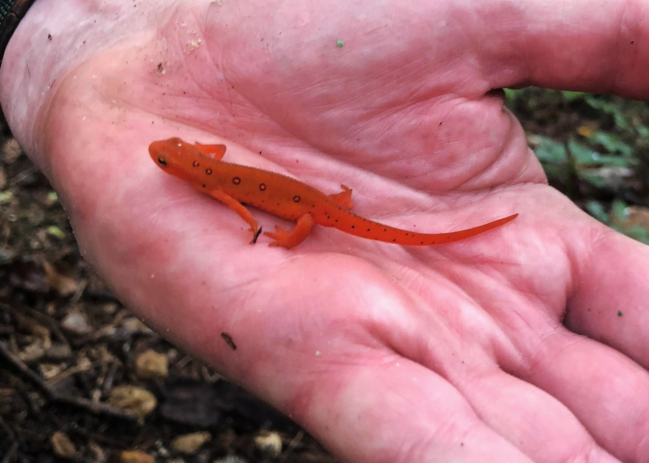 A close-up of photo of a red eft (juvenile, land-trekking terrestrial form of the red-spotted newt) in a man's hand. 