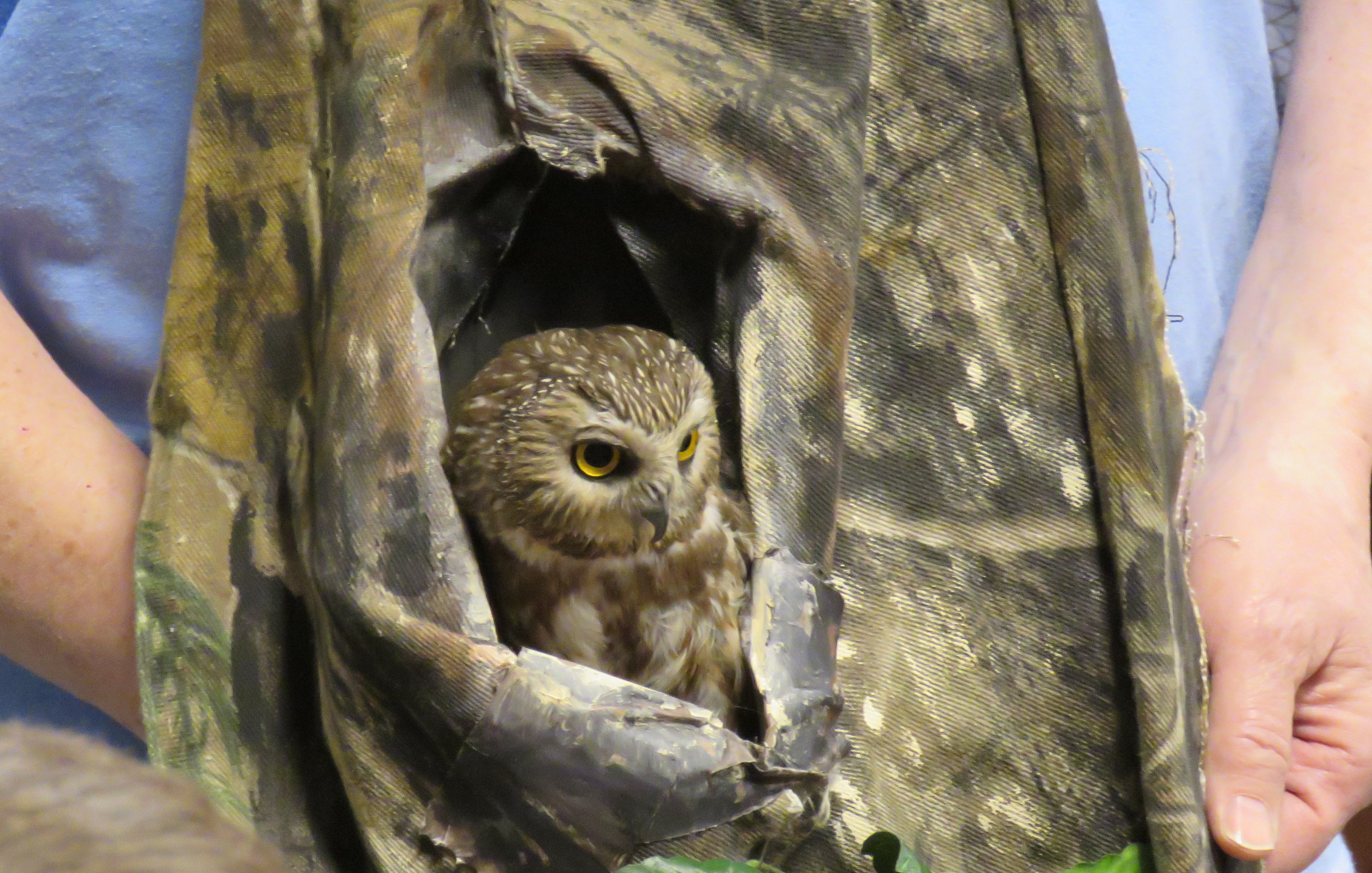A close-up photo of a Northern Saw-whet Owl looking out of its portable, camouflage nest.