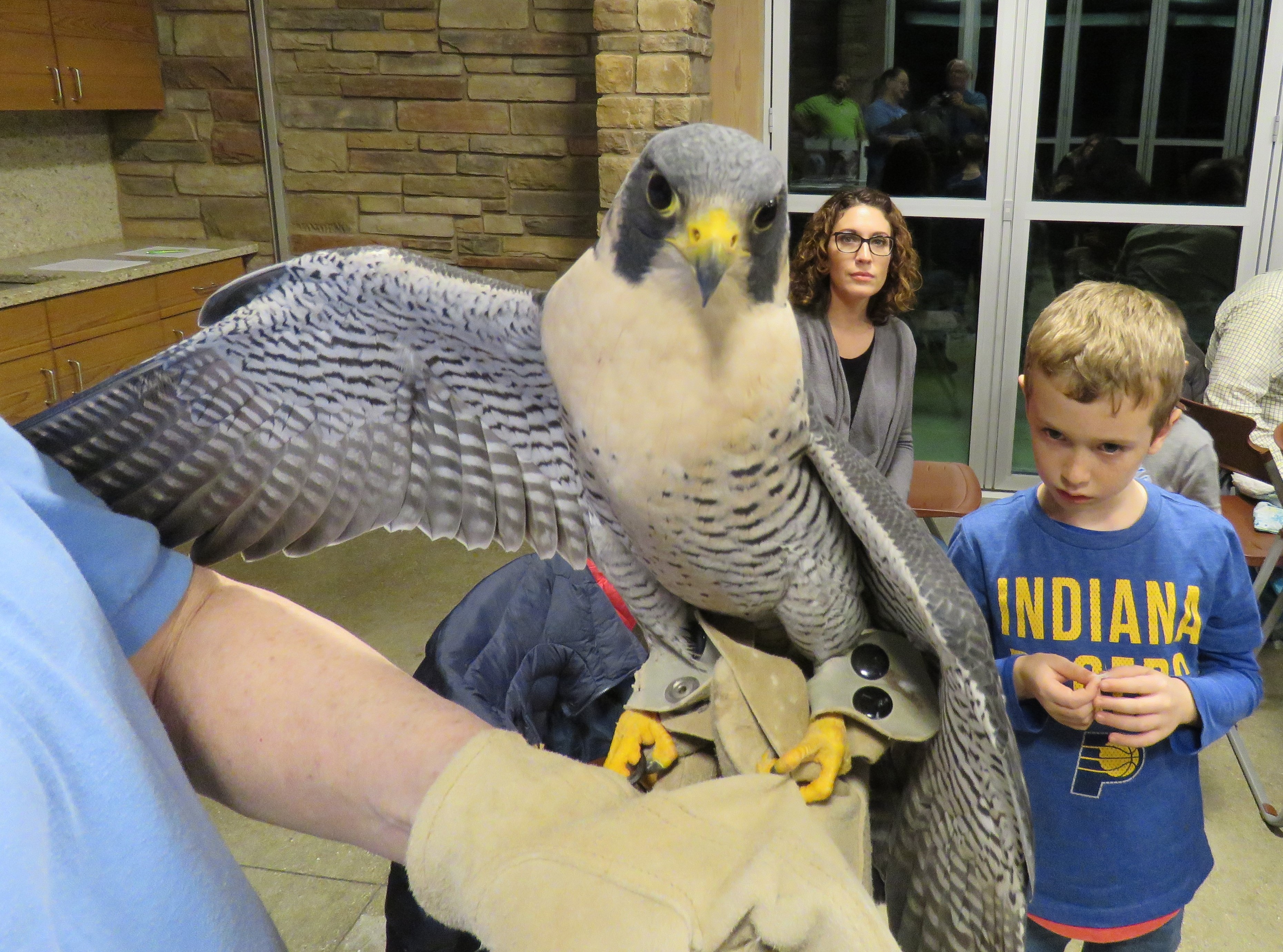 A peregrine falcon spreads one wing while perched on a gloved hand.