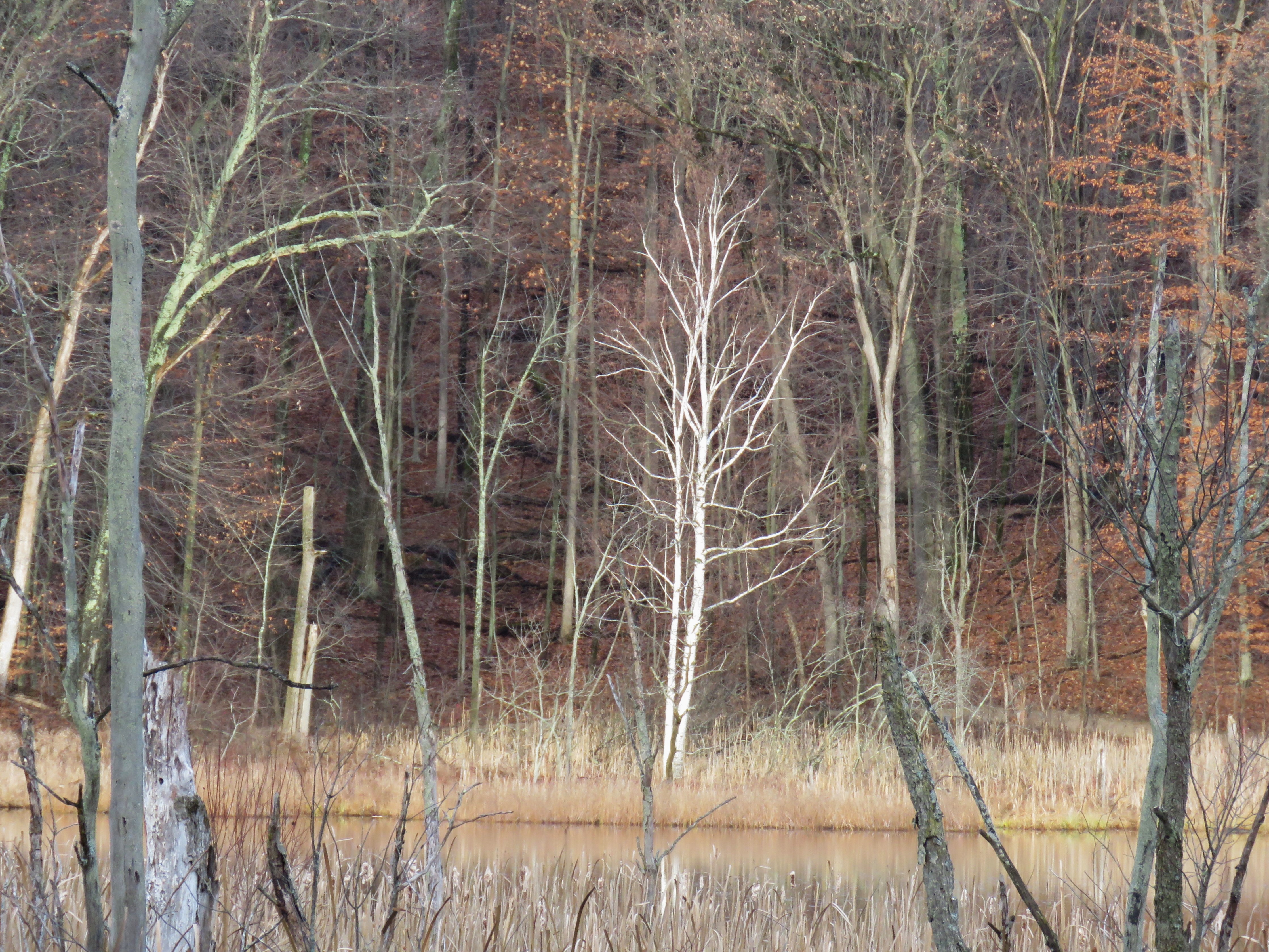A view of trees in the fall from across the lake 