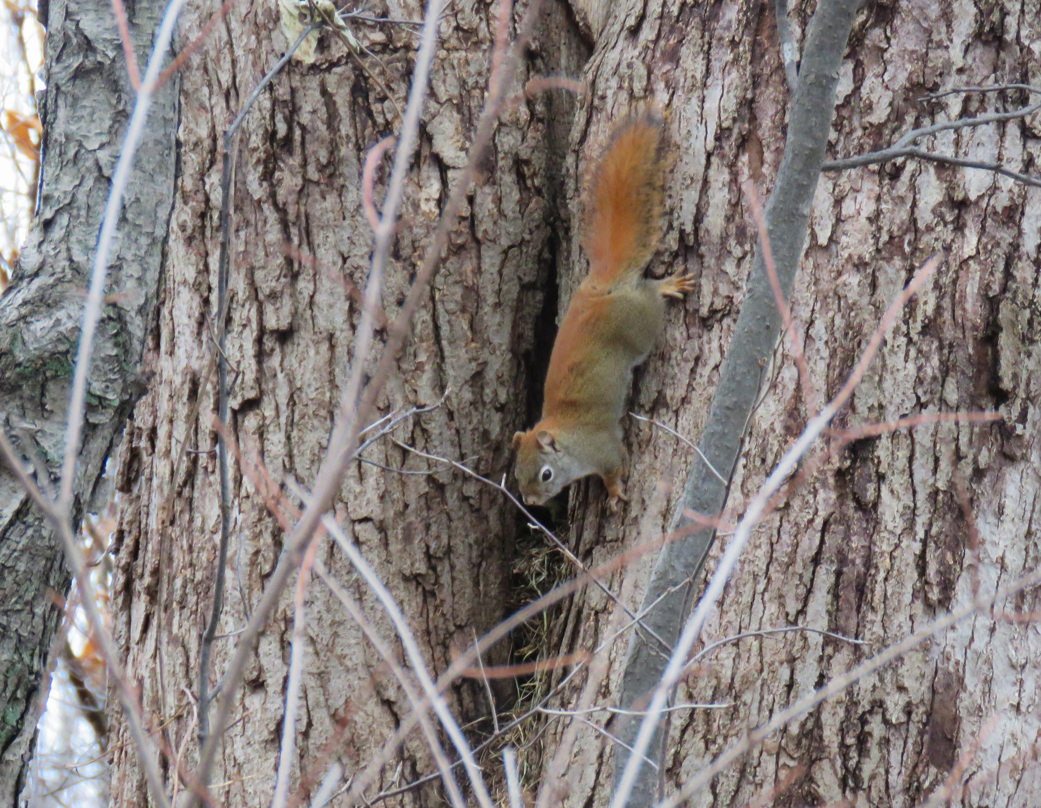 A squirrel runs head first down a tree.